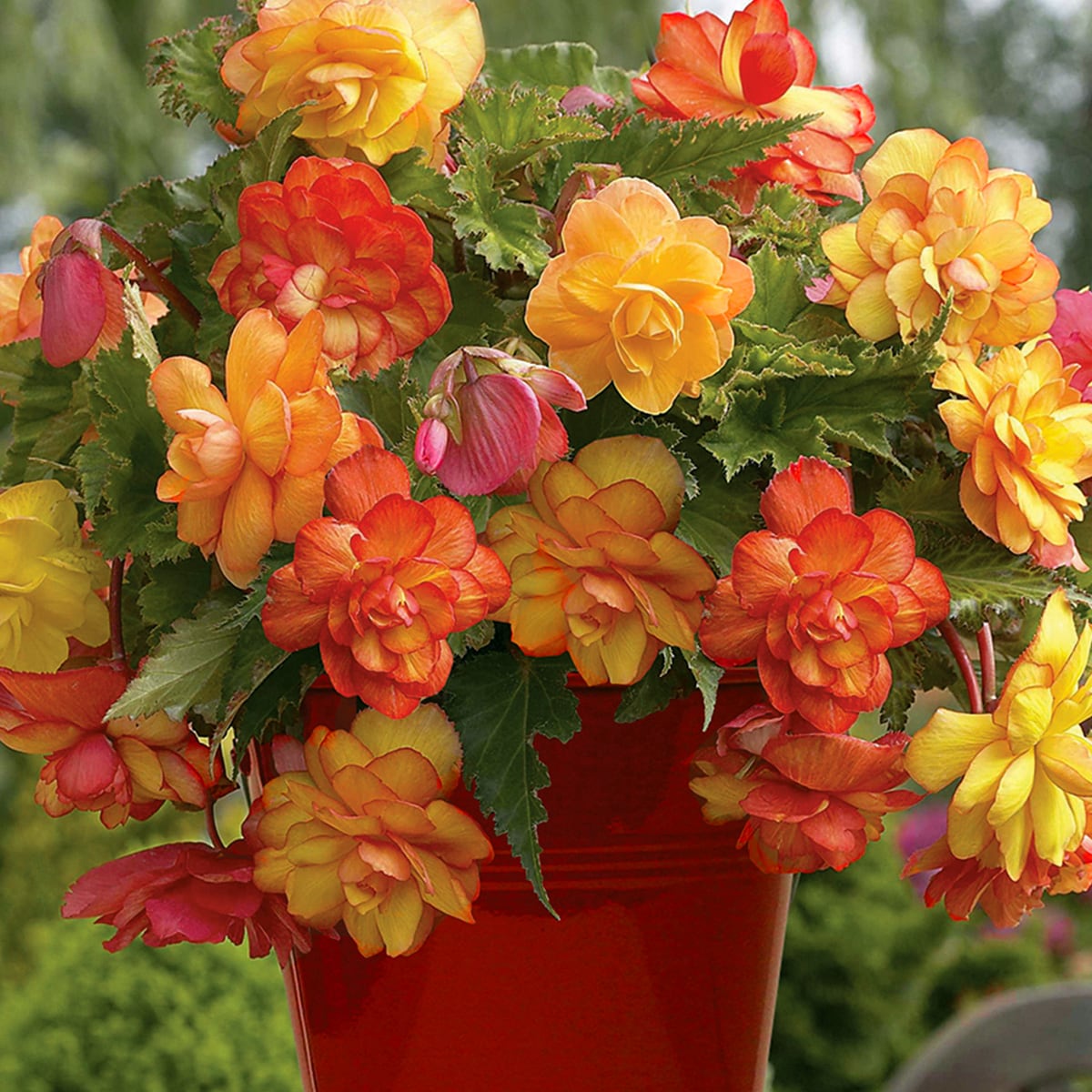 Patio Begonia Golden Balcony With Red Metal Planter, Soil And Growers ...