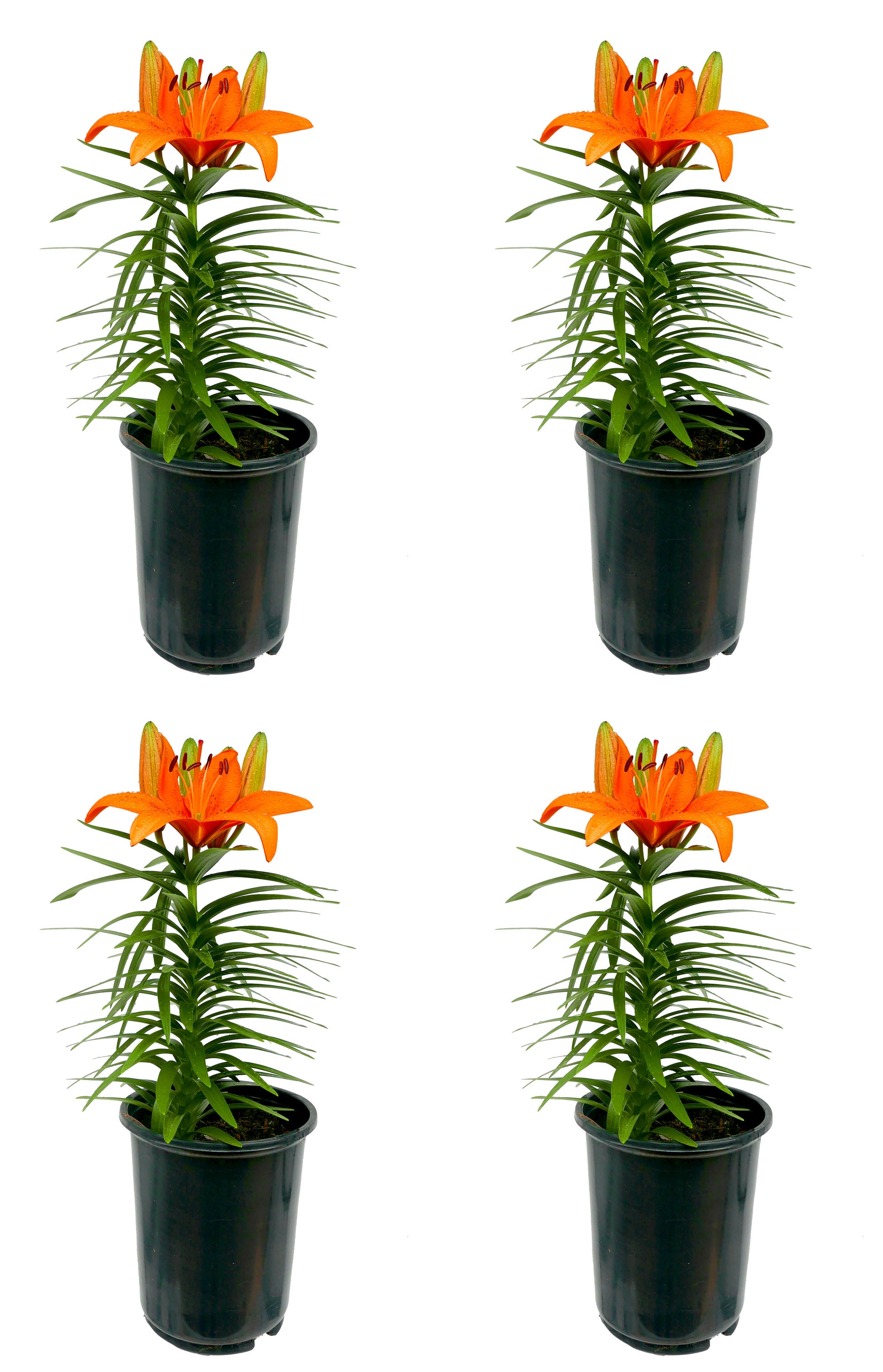  1434 Orange Asiatic Lily Plant in -Quart Pot 4.0 -Pack