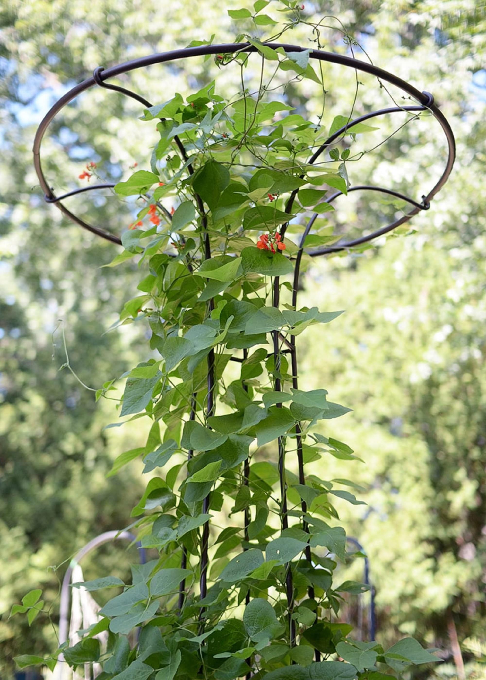 Roman Bronze 72-Inch Wrought Iron Trellis with Canopy