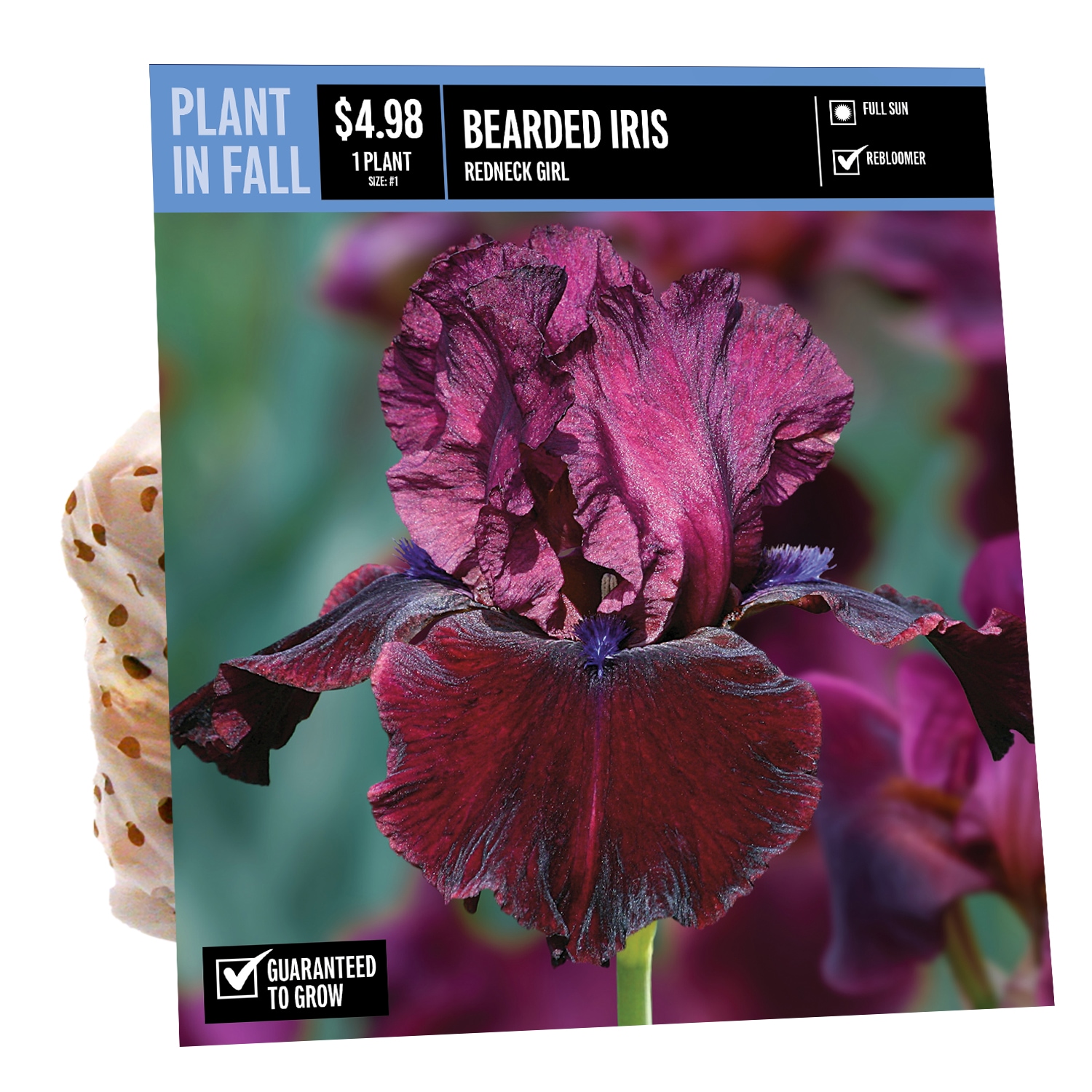 Lowe's Multicolor Daffodil Bulbs (L17330) Pot 2.5-Quart in the Plant Bulbs  department at