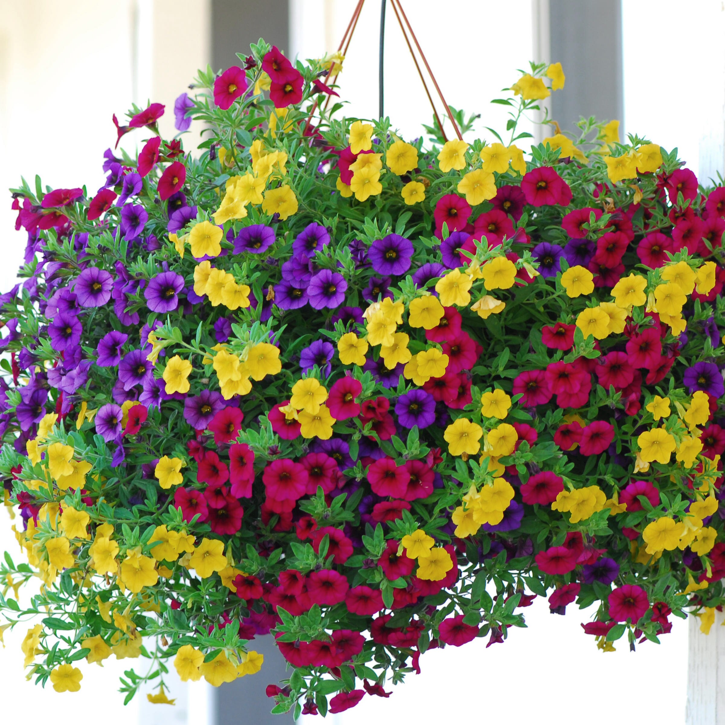 National Plant Network 1-in(Es) Multicolor Calibrachoa in Pot at Lowes.com