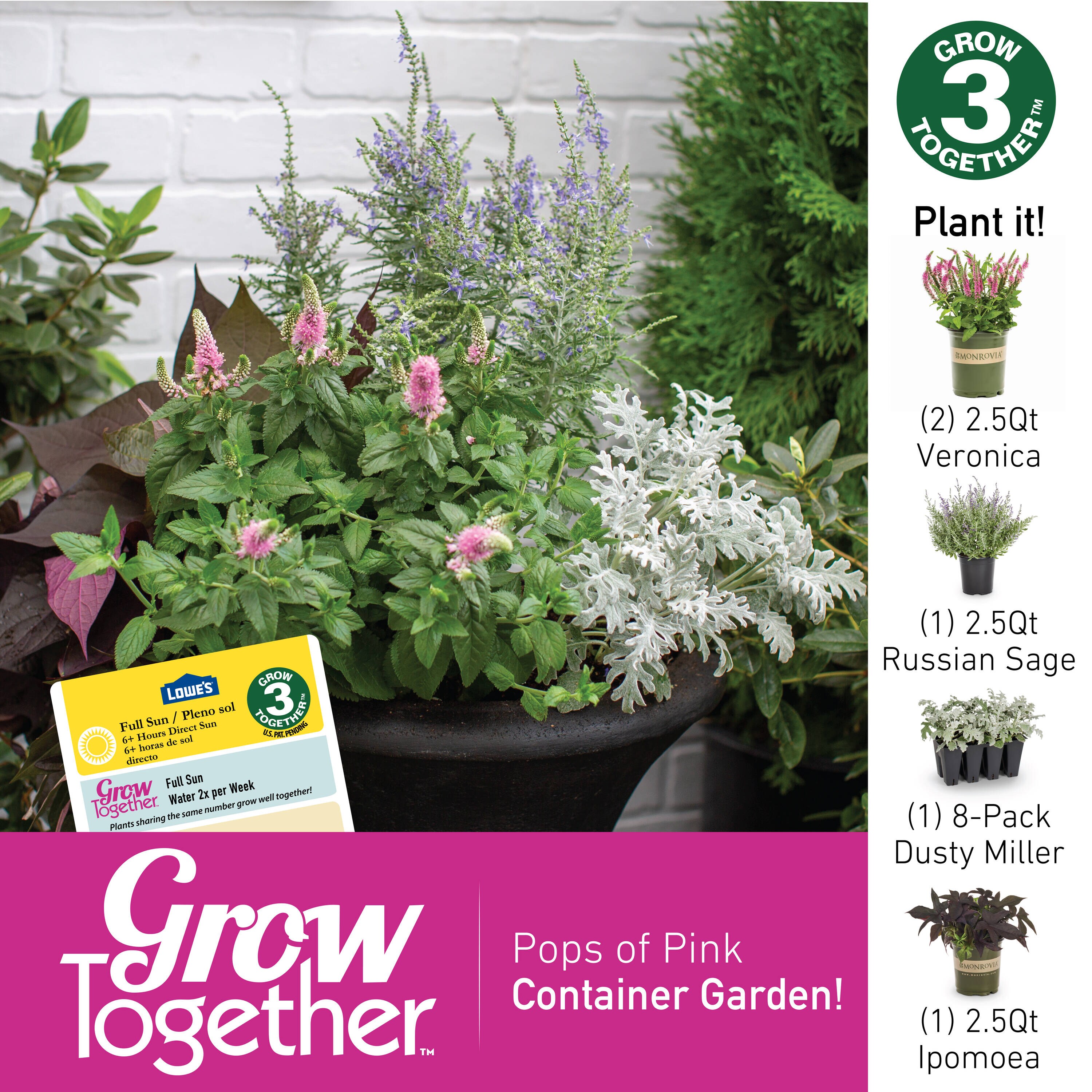 Monrovia Multicolor Speedwell Plant in 2.5-Quart Pot in the Perennials ...