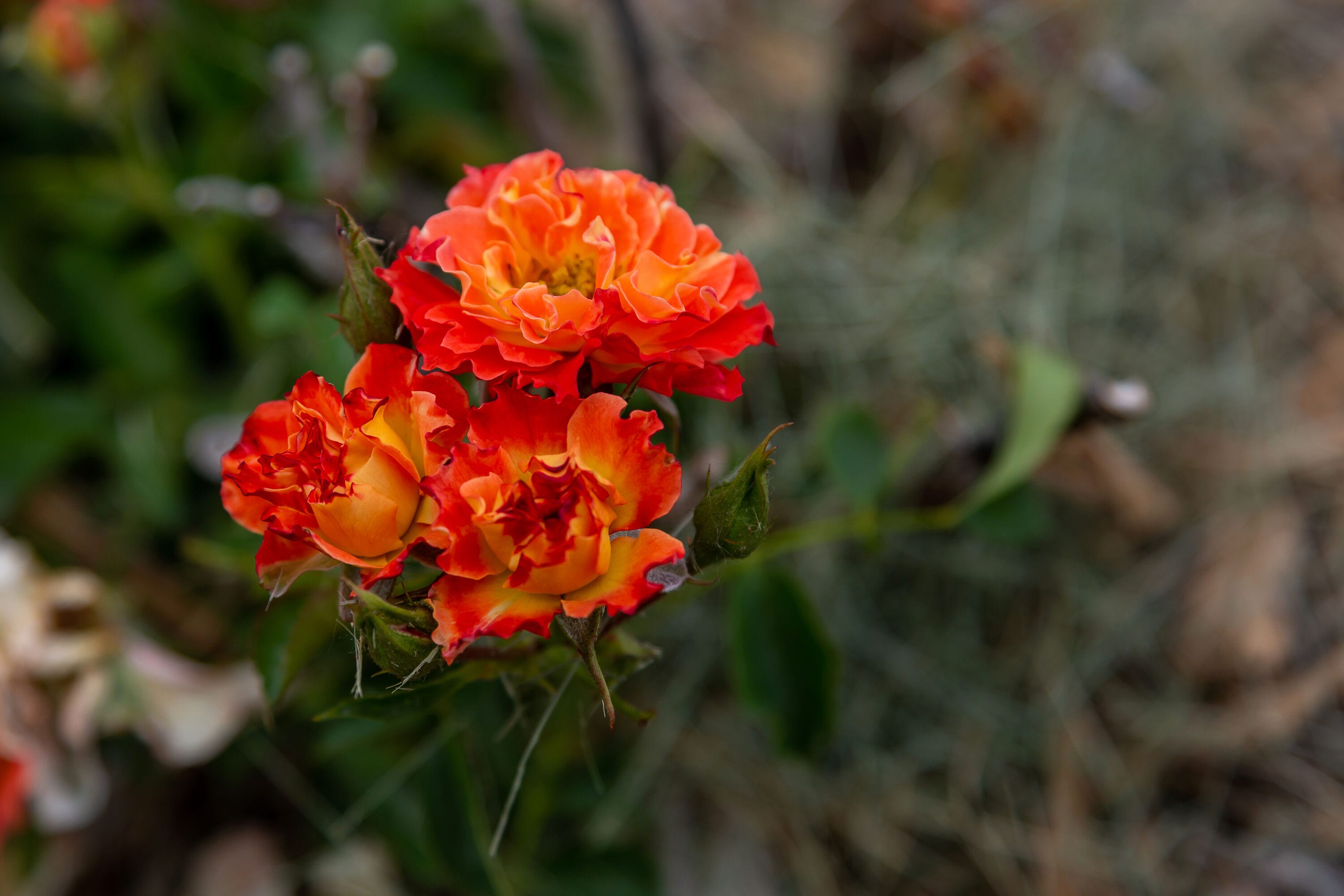 Lowe's NURSERY roses - View #8