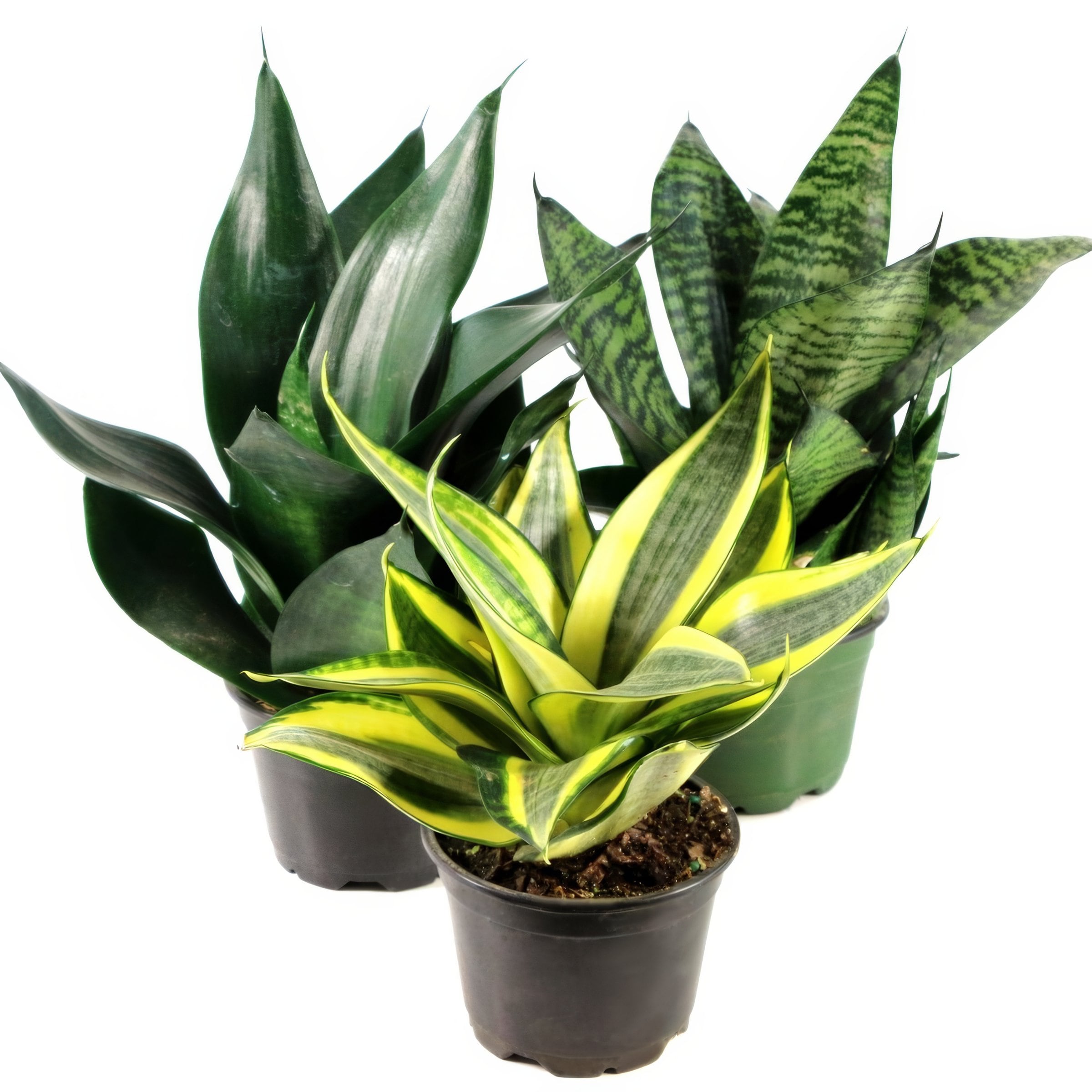National Plant Network LW1825 hseplants - View #5