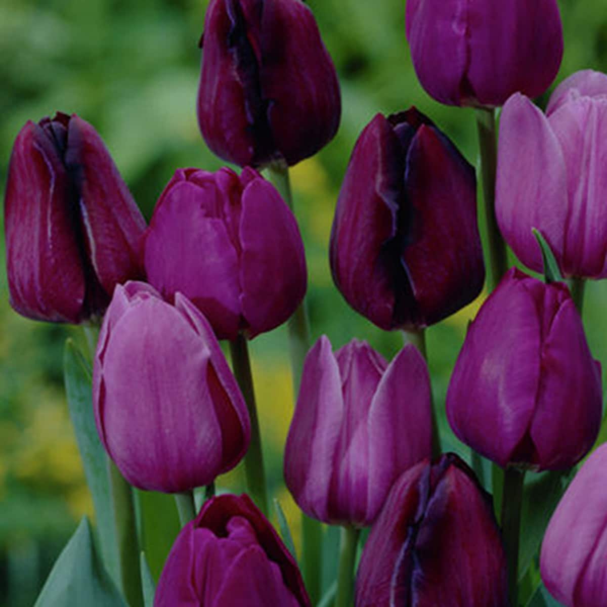 Van Zyverden 88023 Purple Tulips Bulbs 12 Count