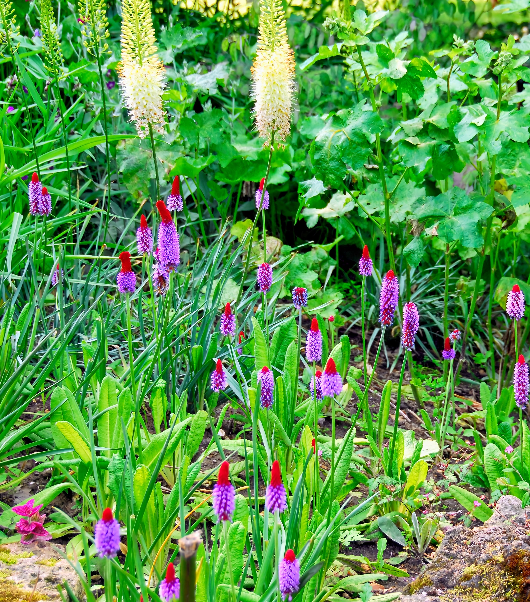  2757 perennials - View #7