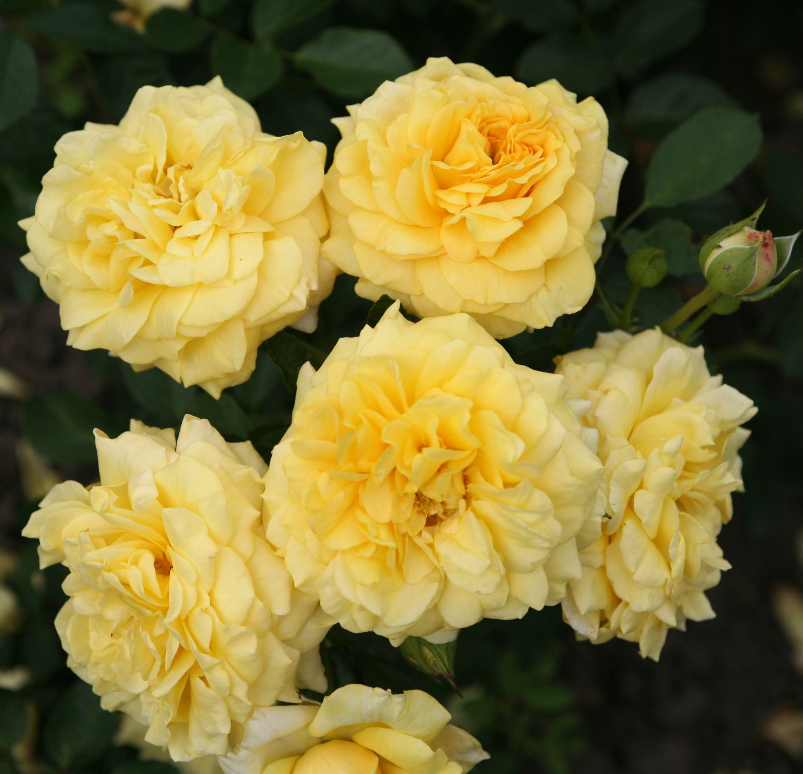 National Plant Network Yellow Rose 2 Pack(s) in Bare Root in the Roses ...