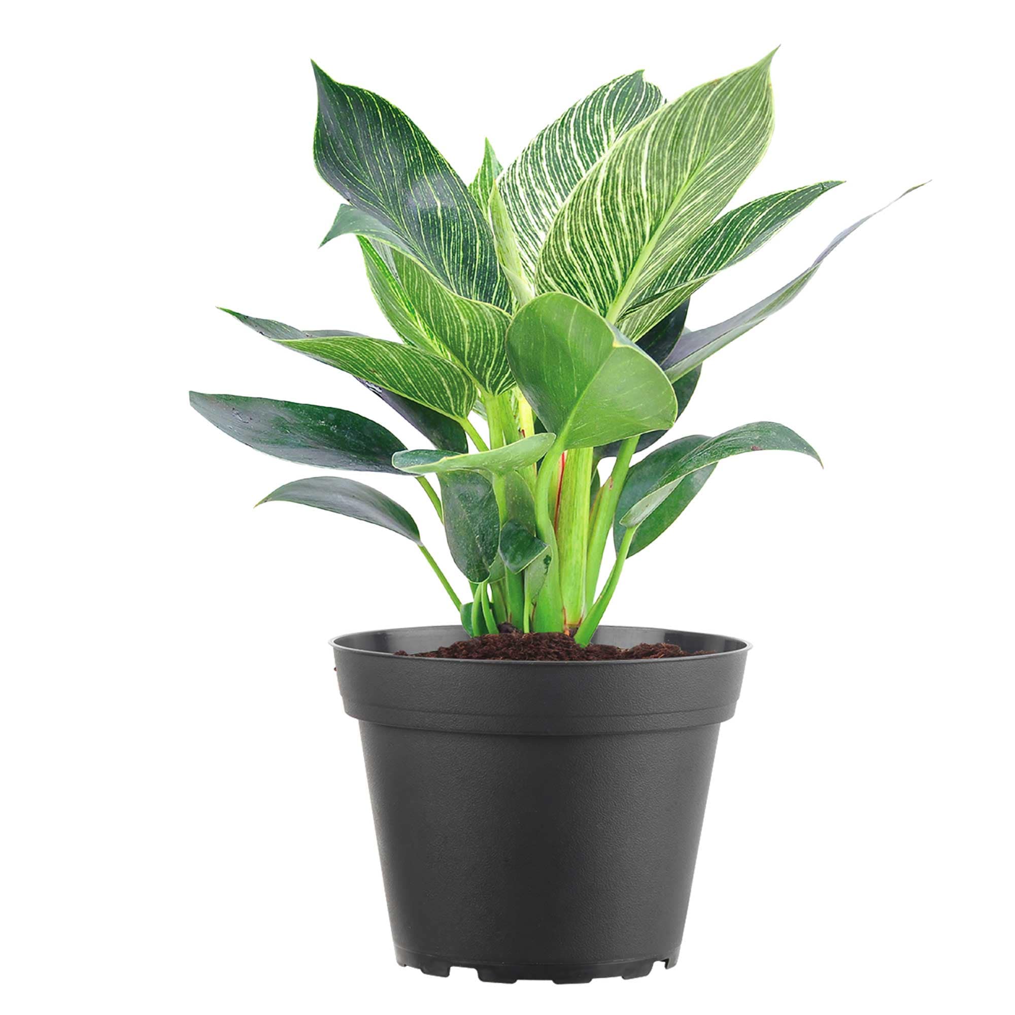 Costa Farms M-PBV-G-POT-01-LW Philodendron Birkin House plant in 6 Inch(es) Pot 1 -Pack