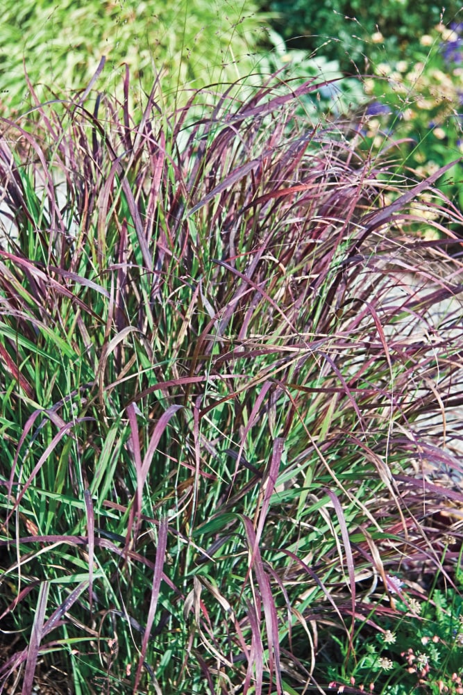Spring Hill Nurseries 80442 Ornamental-Grasses - View #4