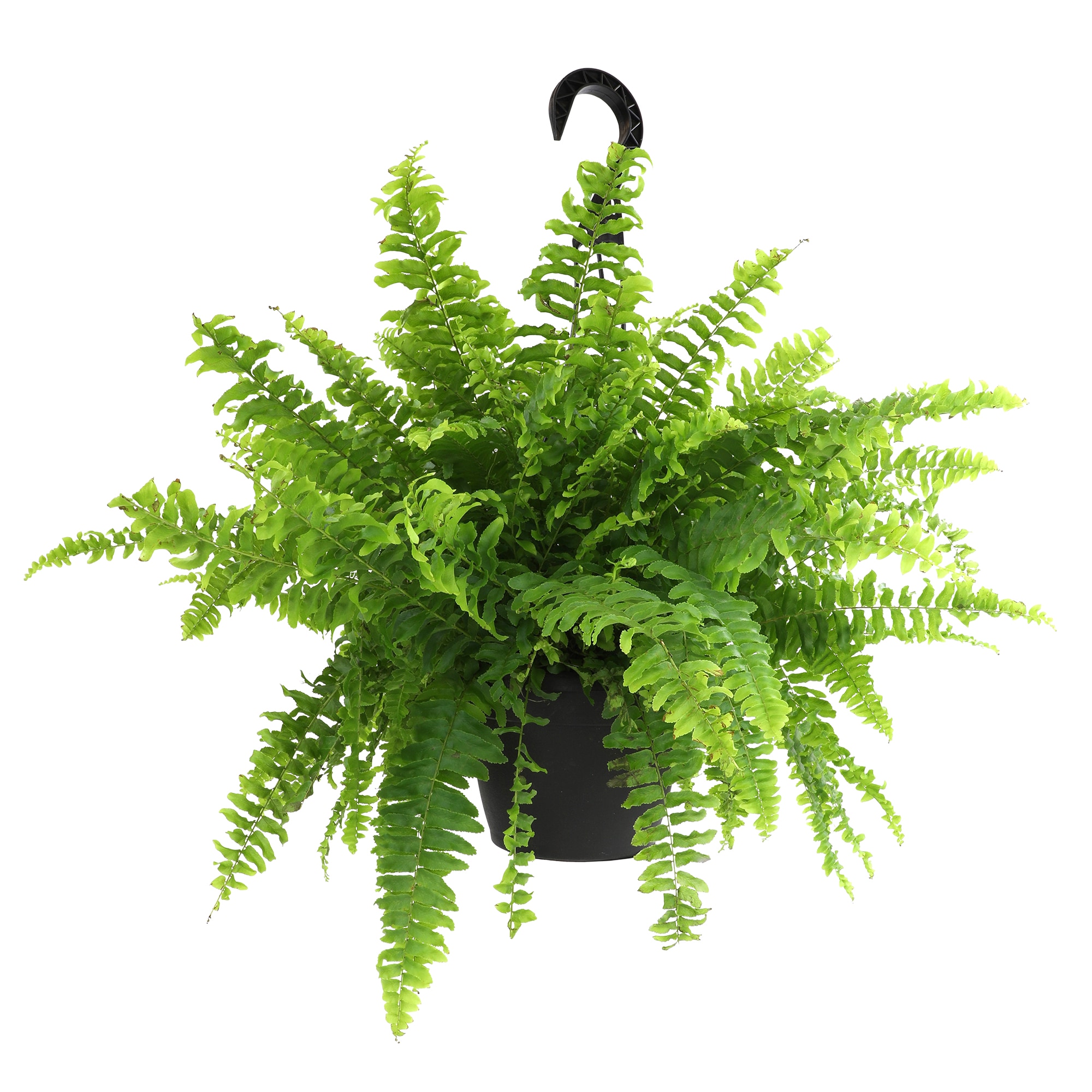 Lowe's 5628299 hseplants - View #3