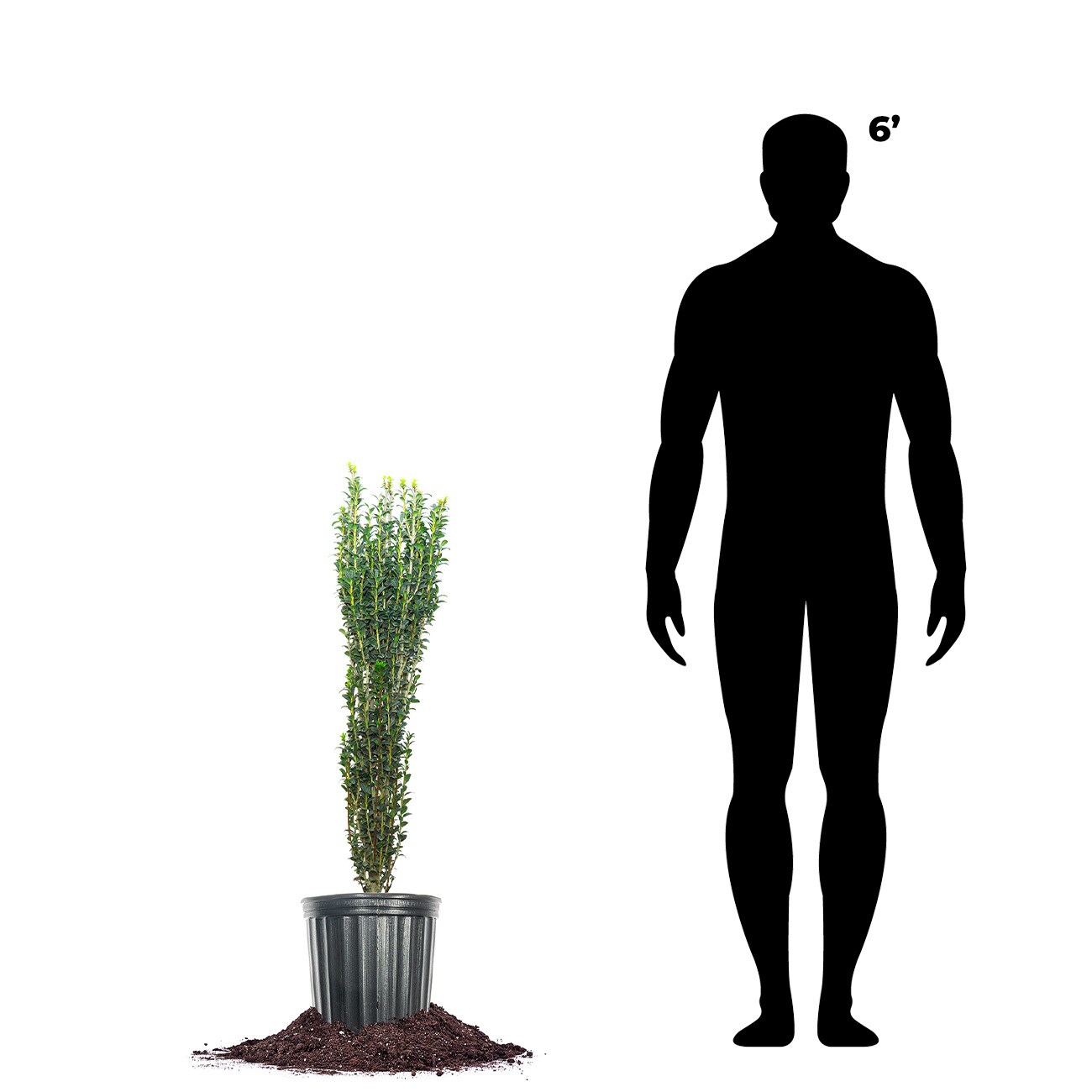 Perfect Plants LOSKYPENCIL3G shrubs - View #4