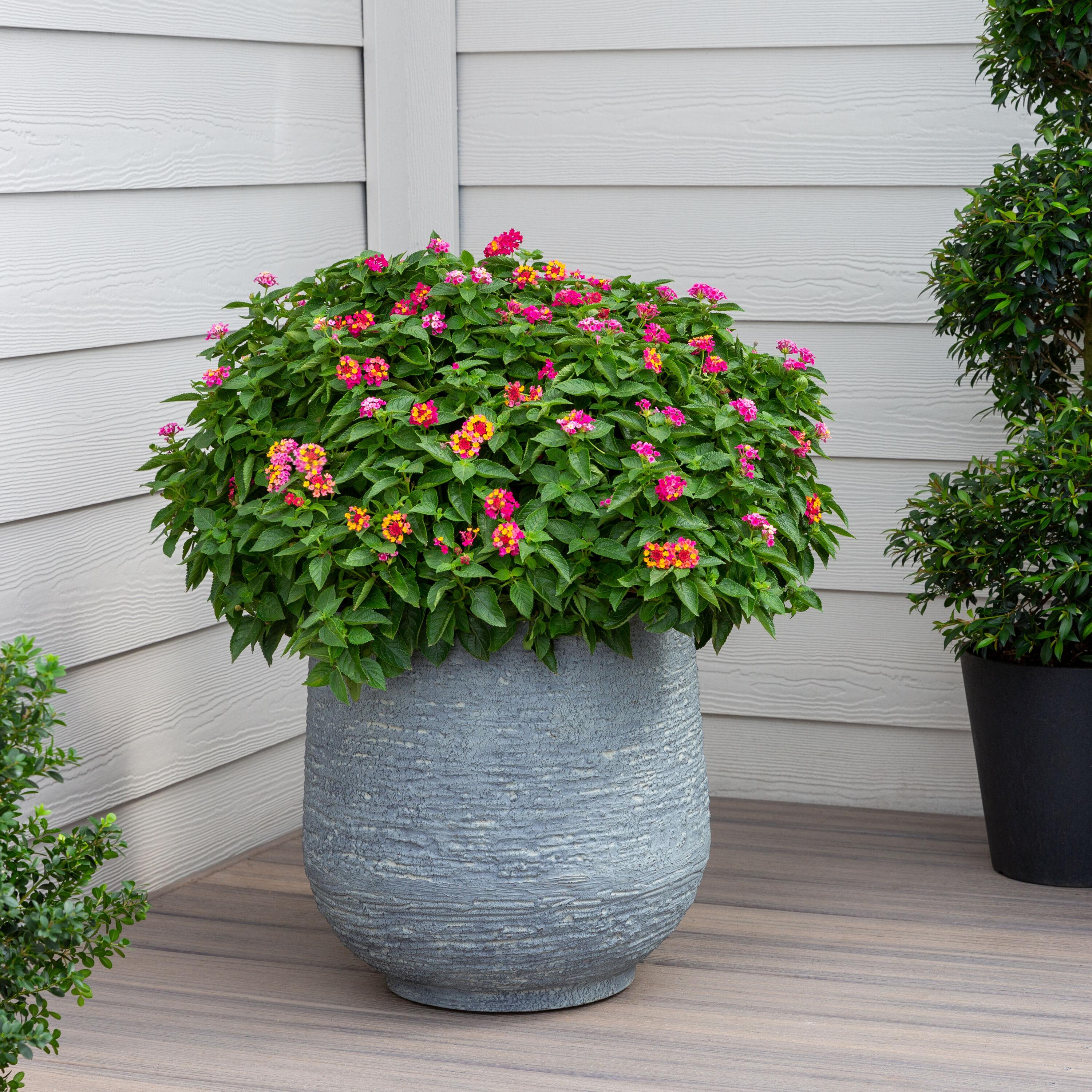 Monrovia 79168 annuals - View #3