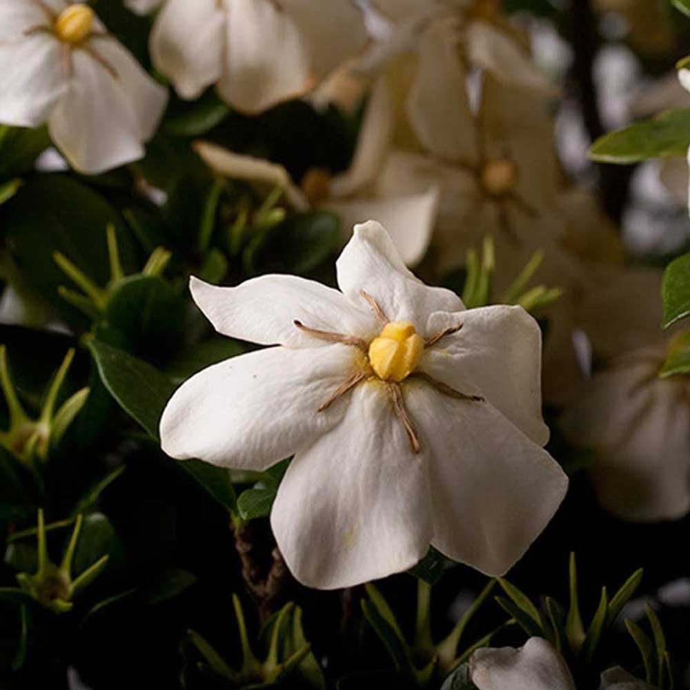 Southern Living Plant Collection 21022-1 shrubs - View #2