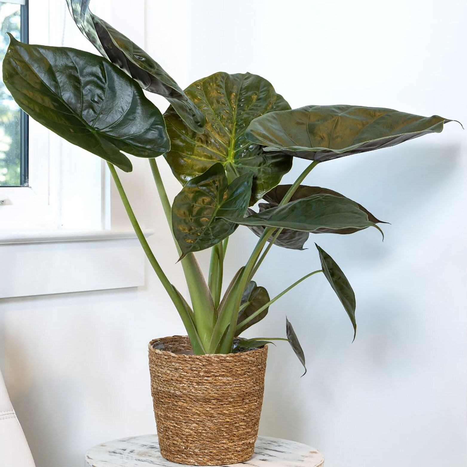 Proven Winners ALCPRL0135107 Mythic Elephant Ears Wentii House plant in 7 Inch(es) Pot 1.0 -Pack