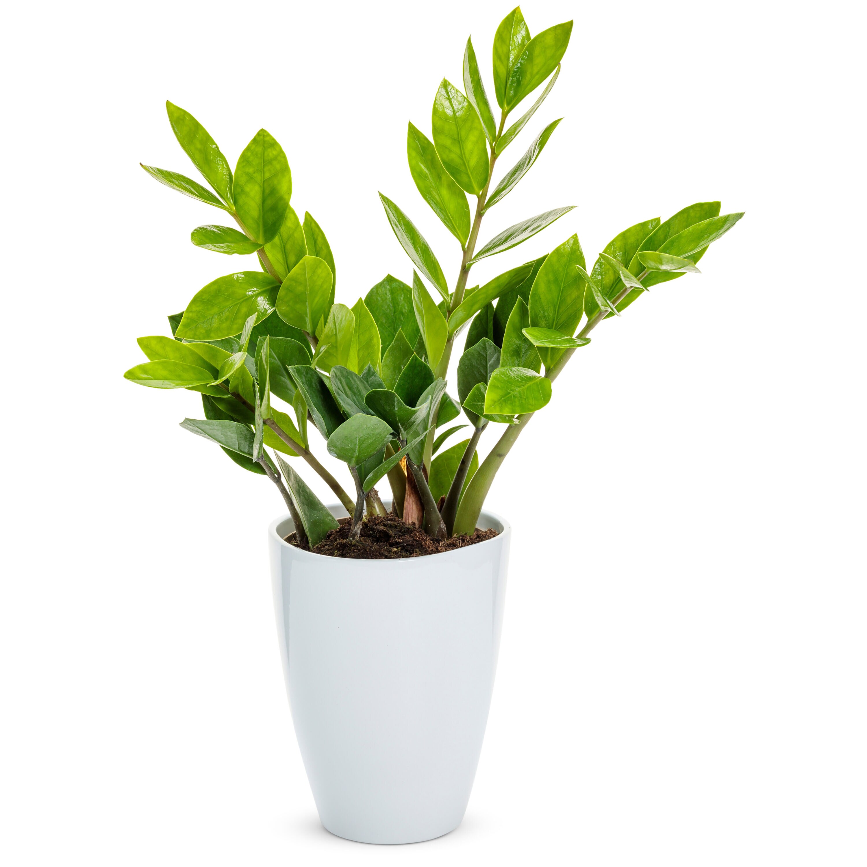 Proven Winners ZAMPRL0015105 hseplants - View #3