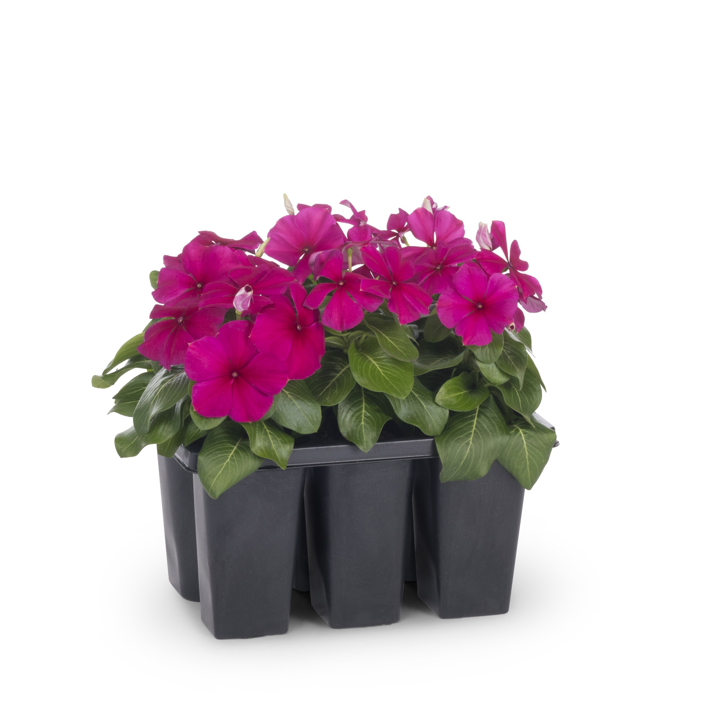 Lowe's Multicolor Vinca in 6-Pack Tray in the Annuals department at ...