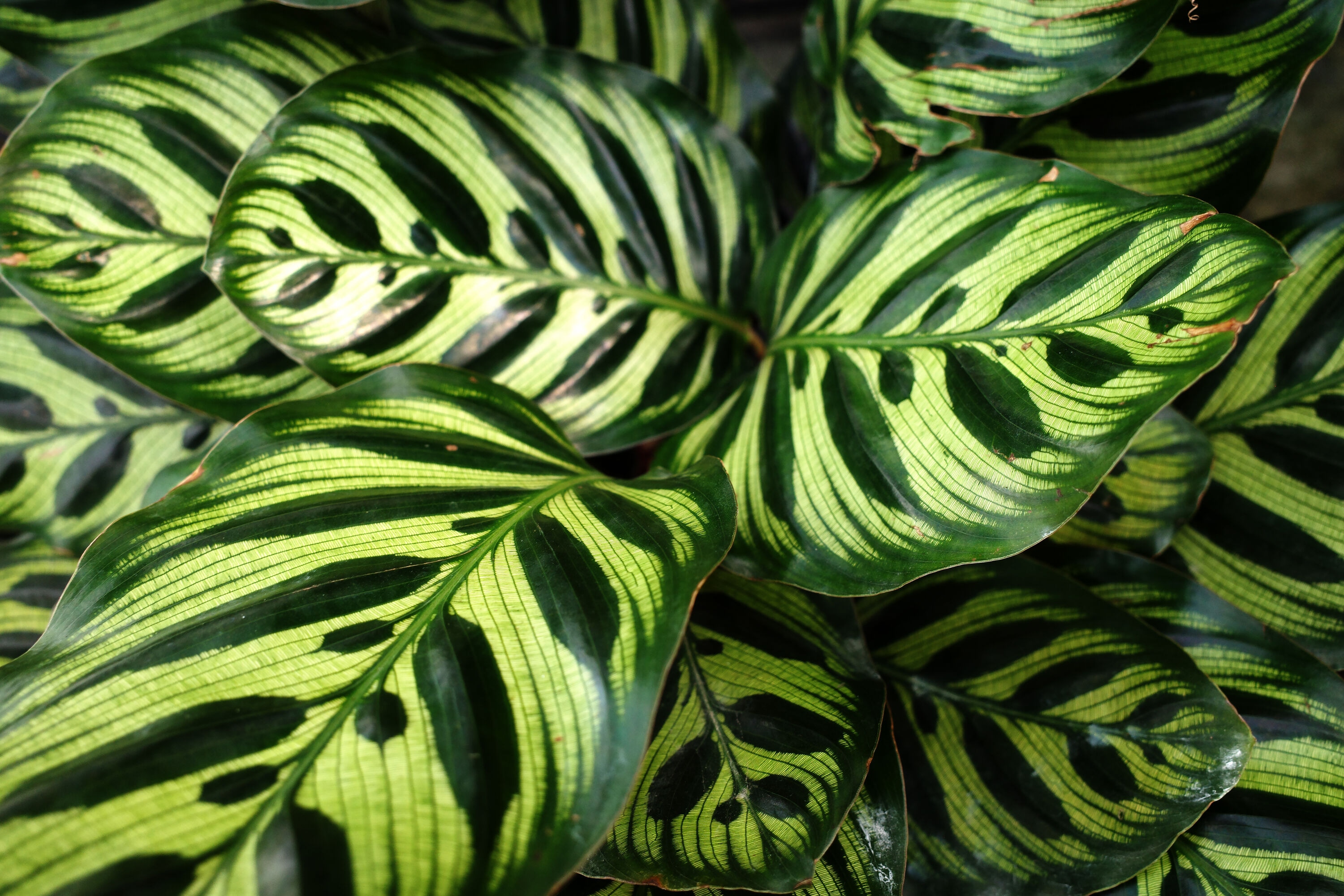 Altman Plants 0881601 hseplants - View #3