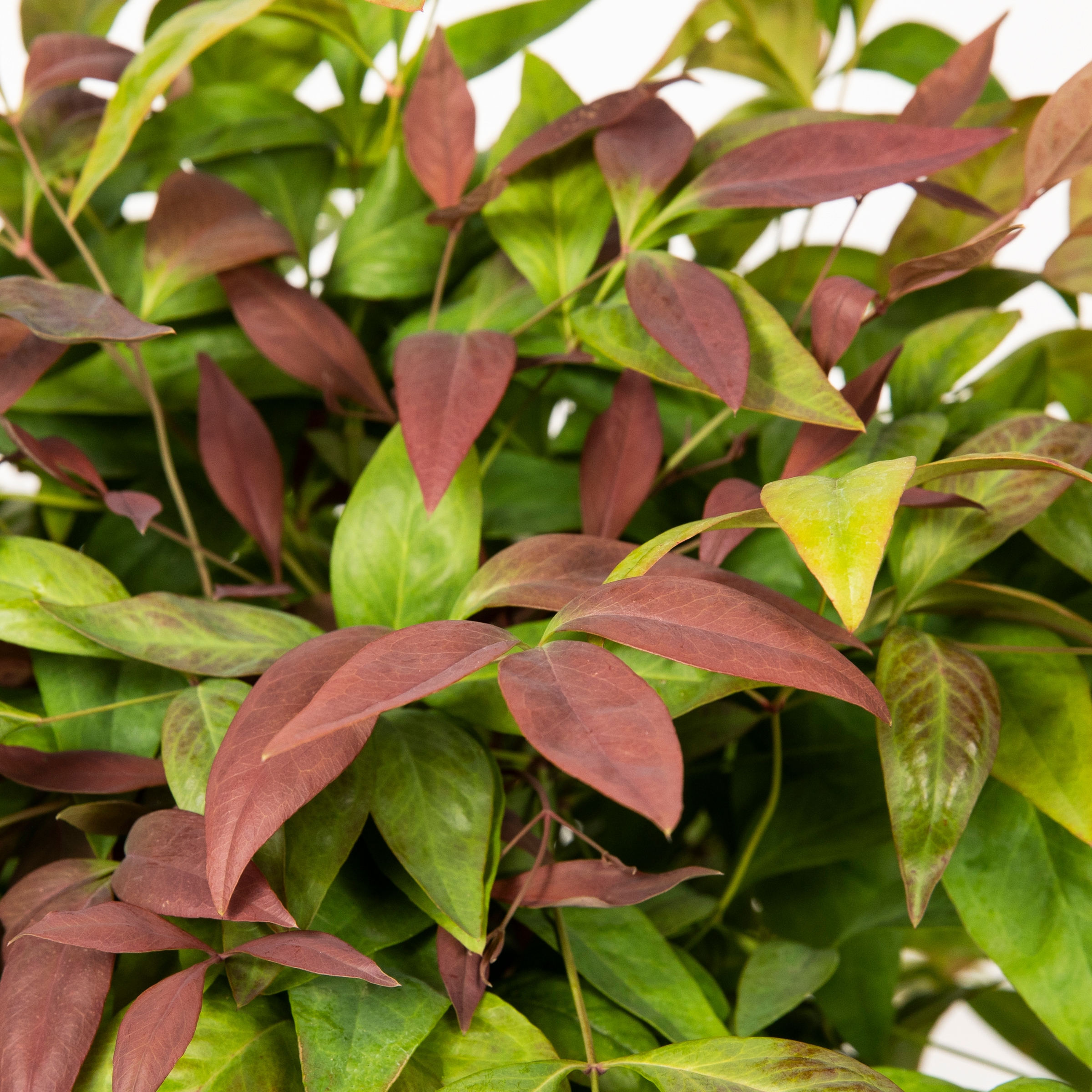 Southern Living Plant Collection 43072TSL-1 shrubs - View #7
