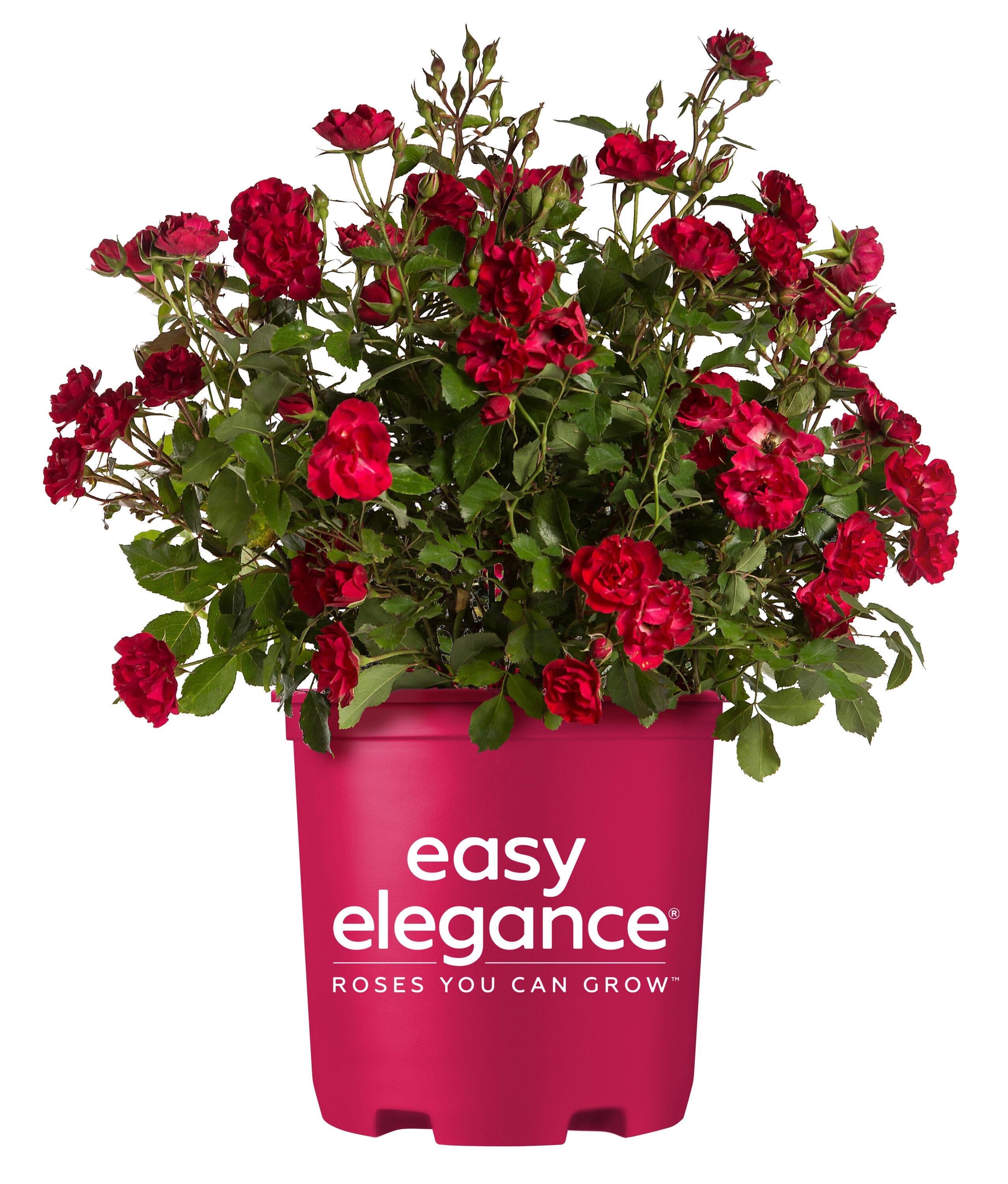Lowe's NURSERY Red Mystic Fairy Rose 2 -Gallon 1 -Pack in Pot