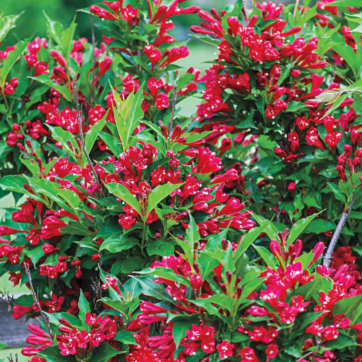 Image of Weigela red prince shrub in pot