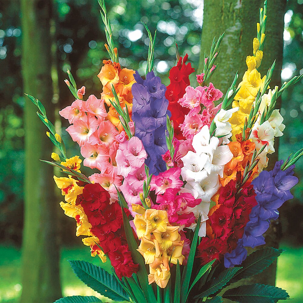 Direct Gardening 96094 Plant-Bulbs - View #3