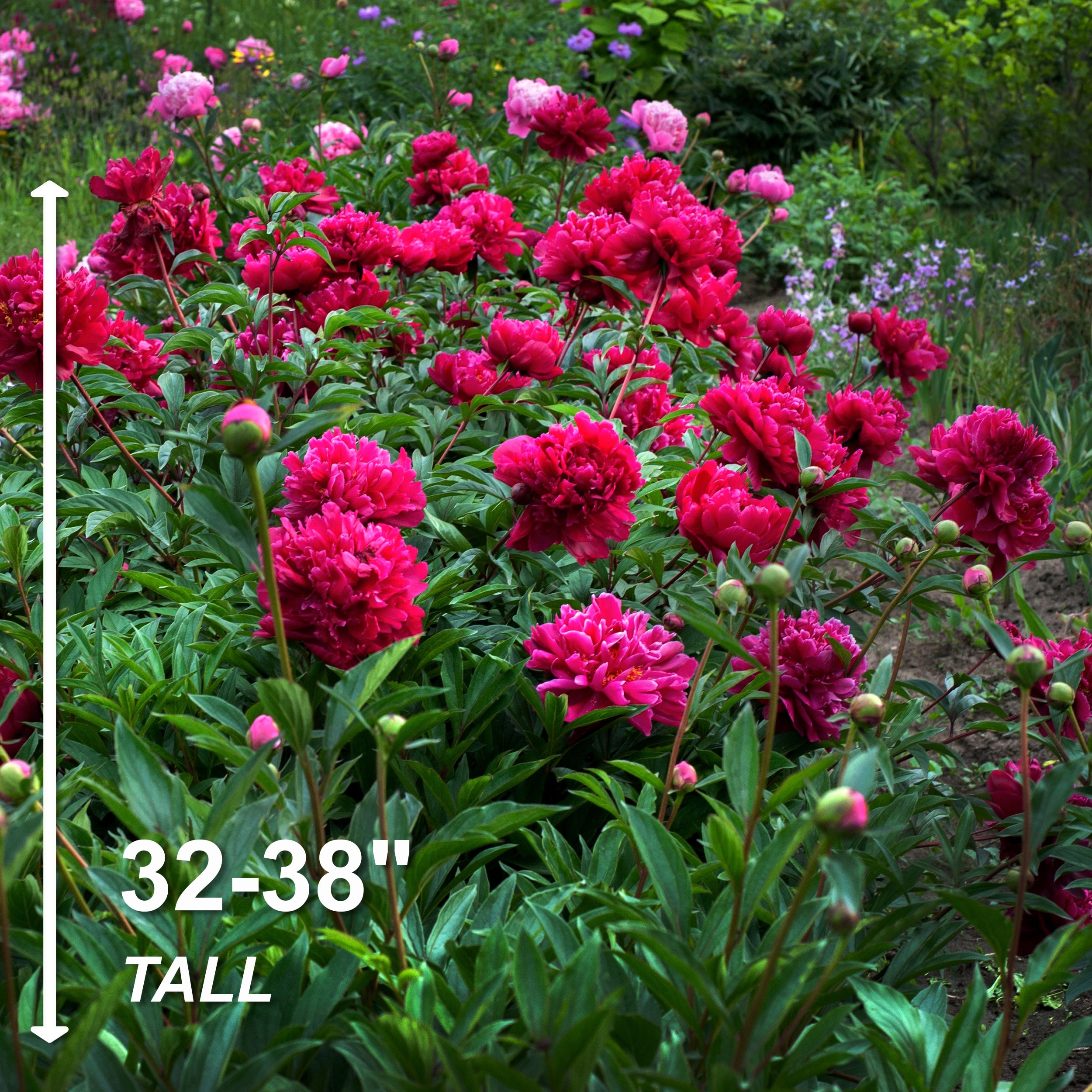 Garden State Bulb ECS-71-03-01 Plant-Bulbs - View #4