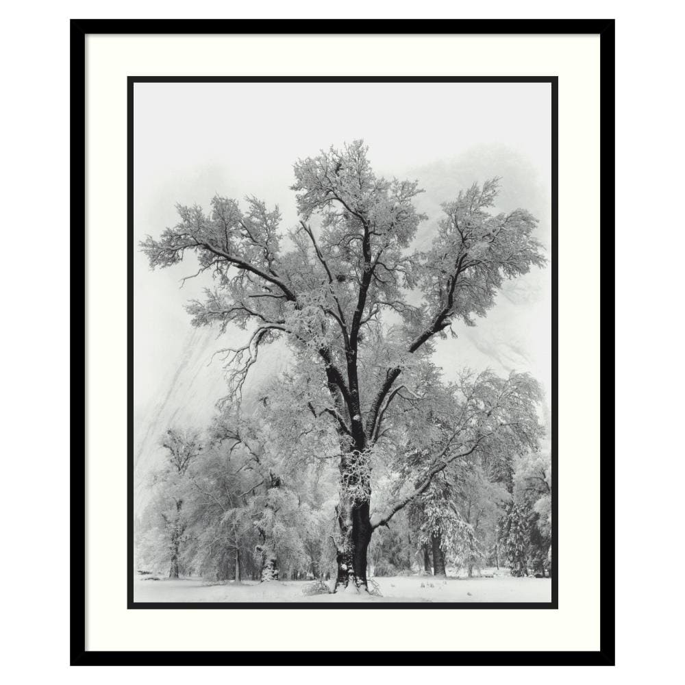 Amanti Art Black Wood Framed 32-in H x 27-in W Photography Paper Print ...