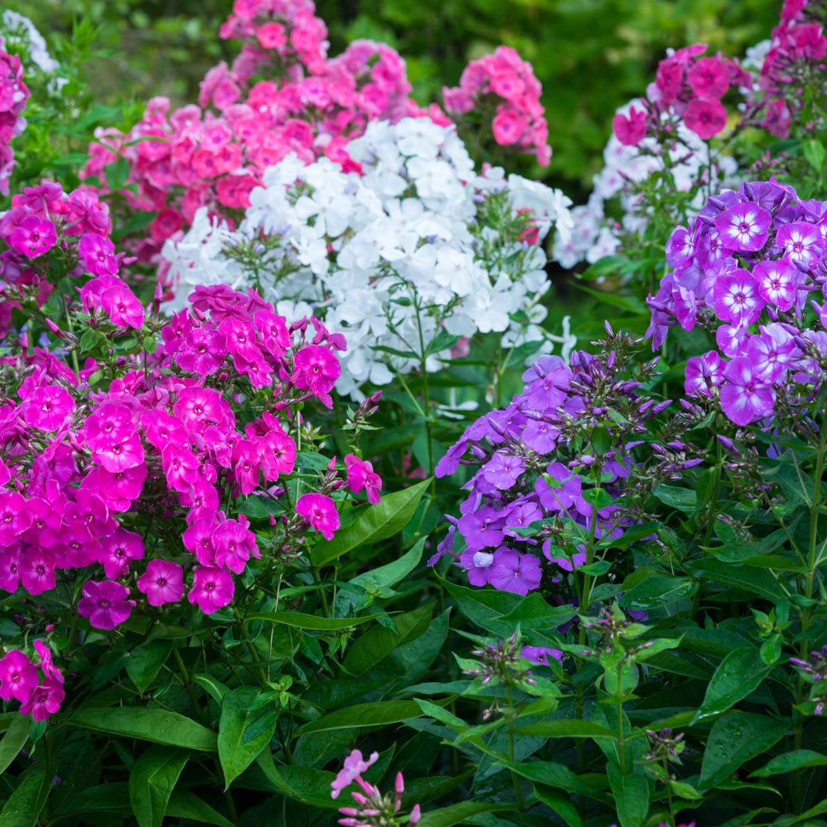 Spring Hill Nurseries Multicolor Tall Phlox Perennial Plant Mixture ...