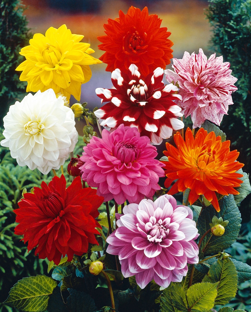 Van Zyverden 112182 Multicolor Dahlias Decorative Mixed Bulbs 14.0 Count