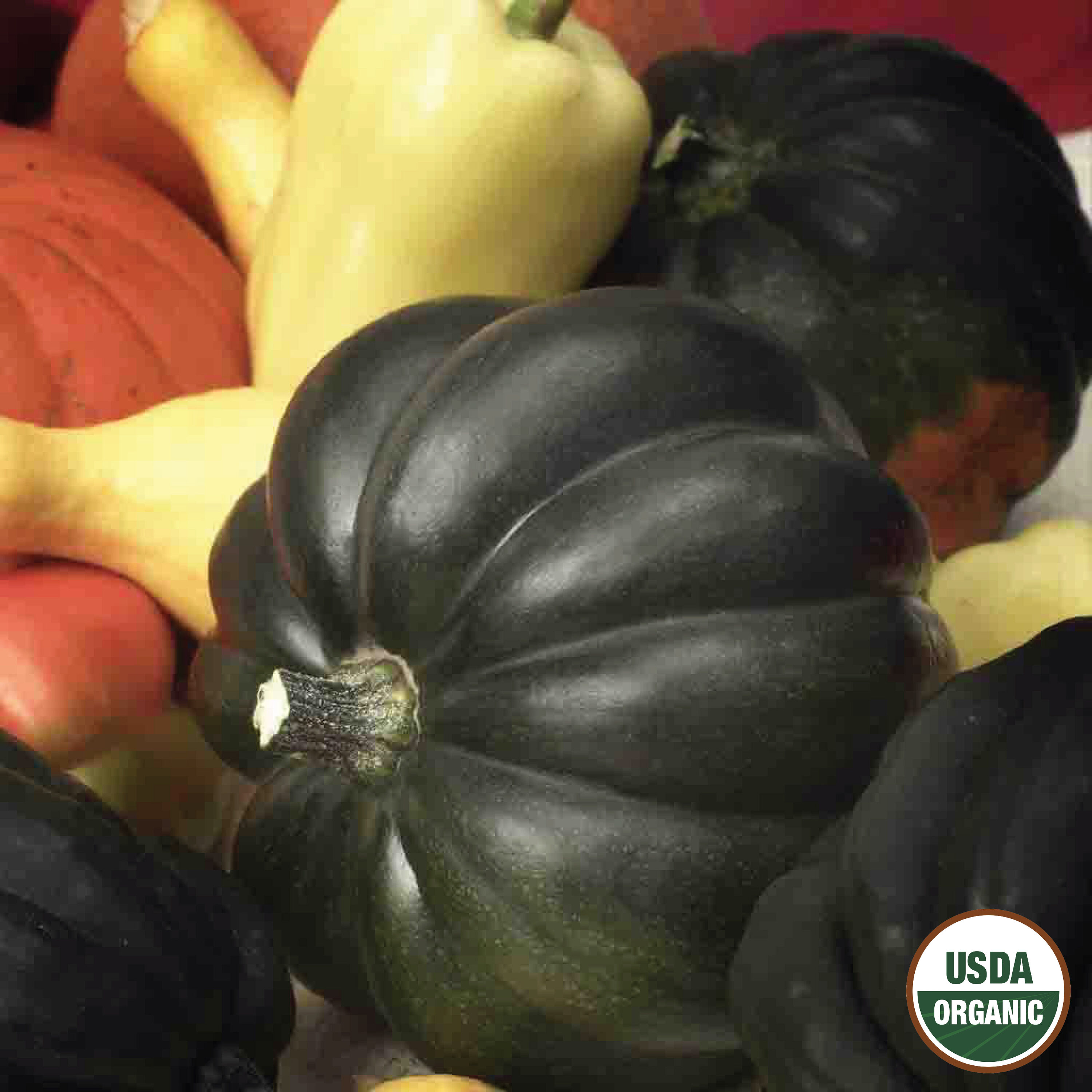 Ferry-Morse LC25.0797 Vegetable-Herb-Seeds - View #3