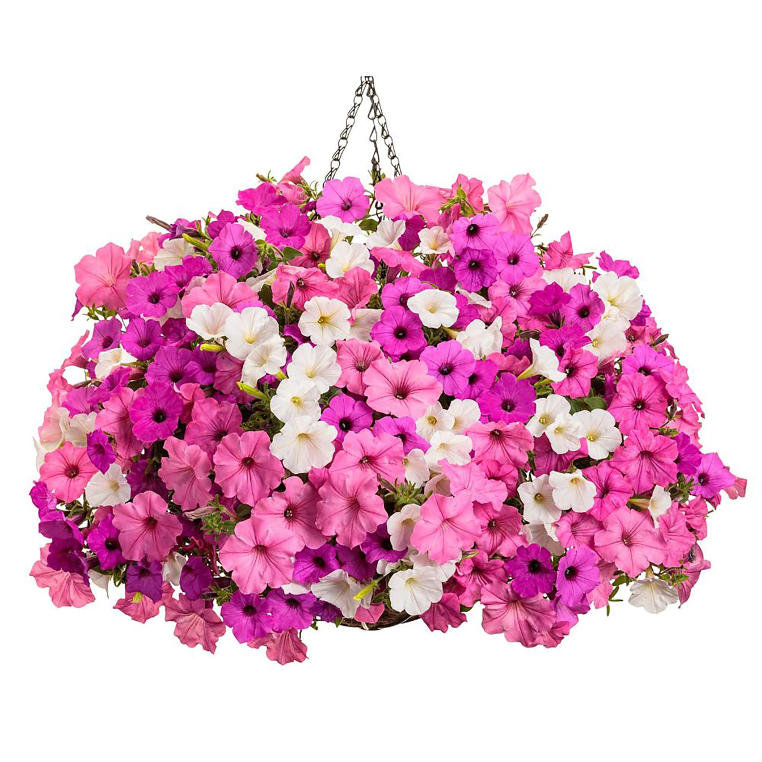 Proven Winners SUPPRW4047504 annuals - View #3