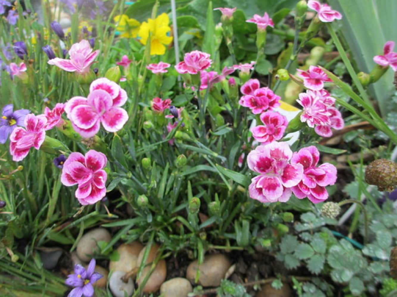  1094 perennials - View #3