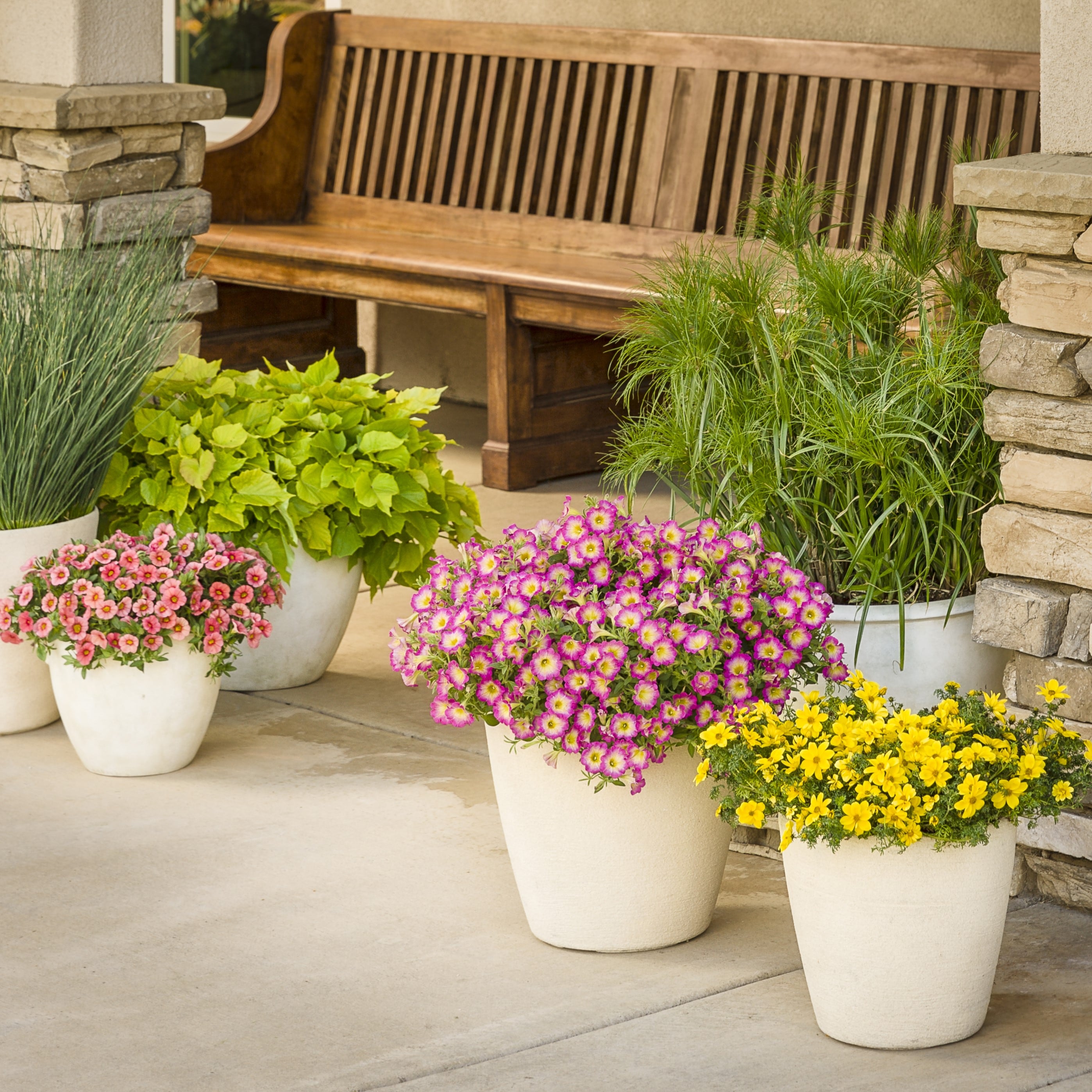 Lowe's NURSERY annuals - View #4