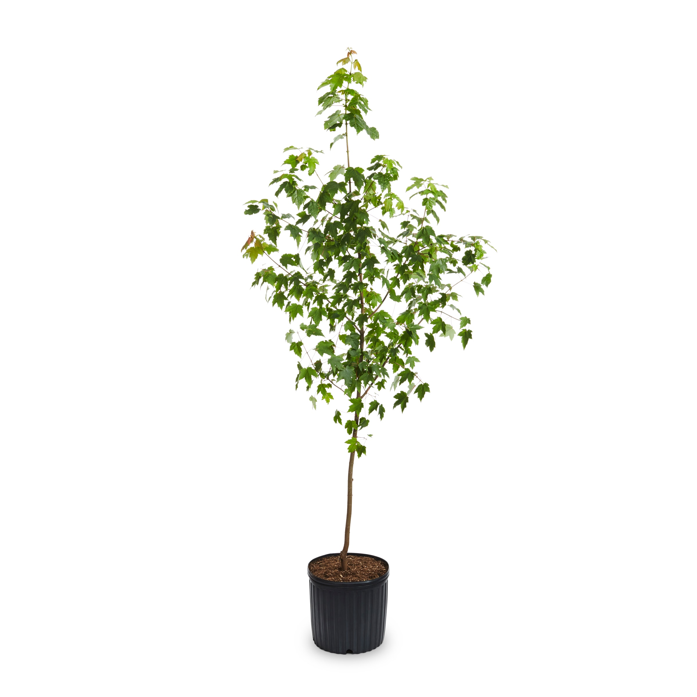 Lowe's NURSERY 10.25 -Gallon Yellow Shade Autumn Blaze Maple In pot (with soil)