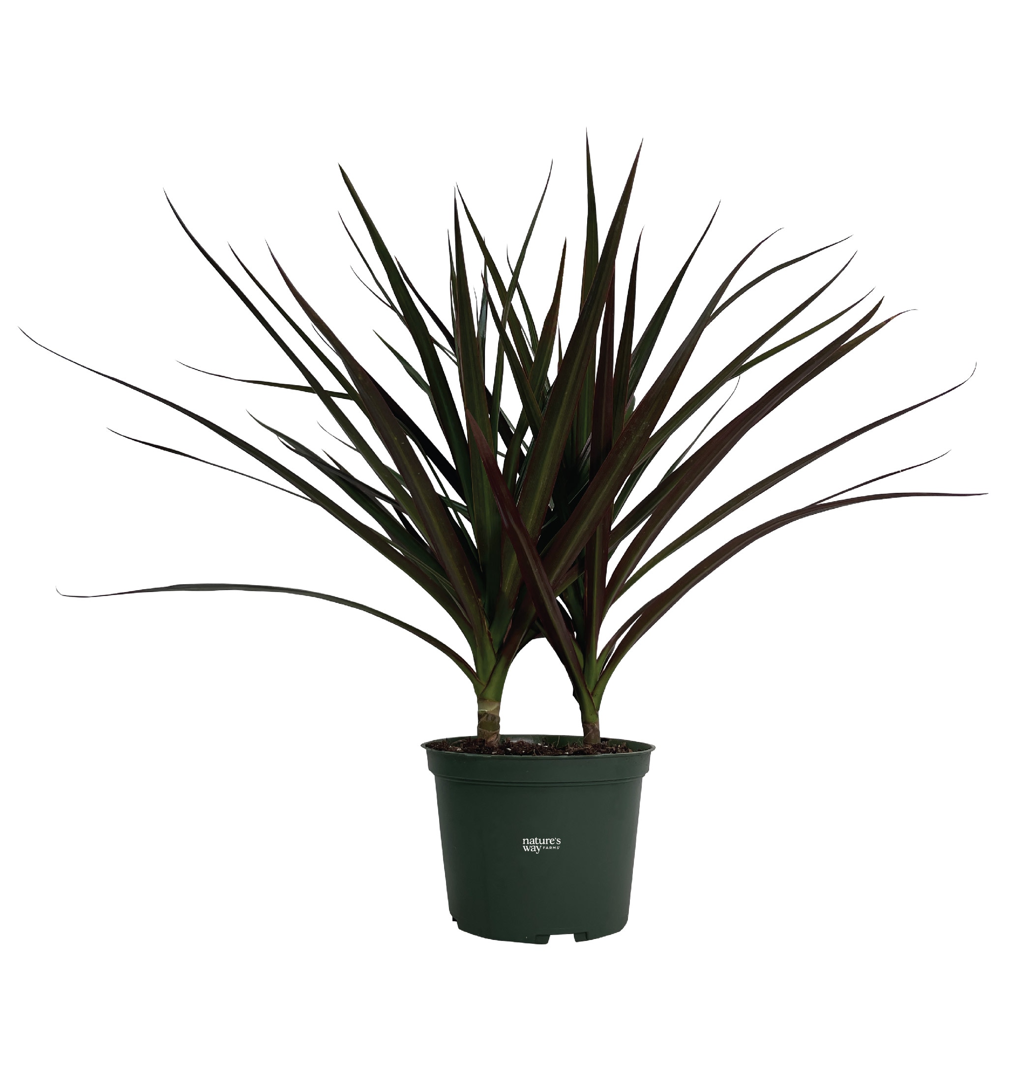  1056 No flowers Dragon Tree House plant in 6 Inch(es) Pot 1 -Pack