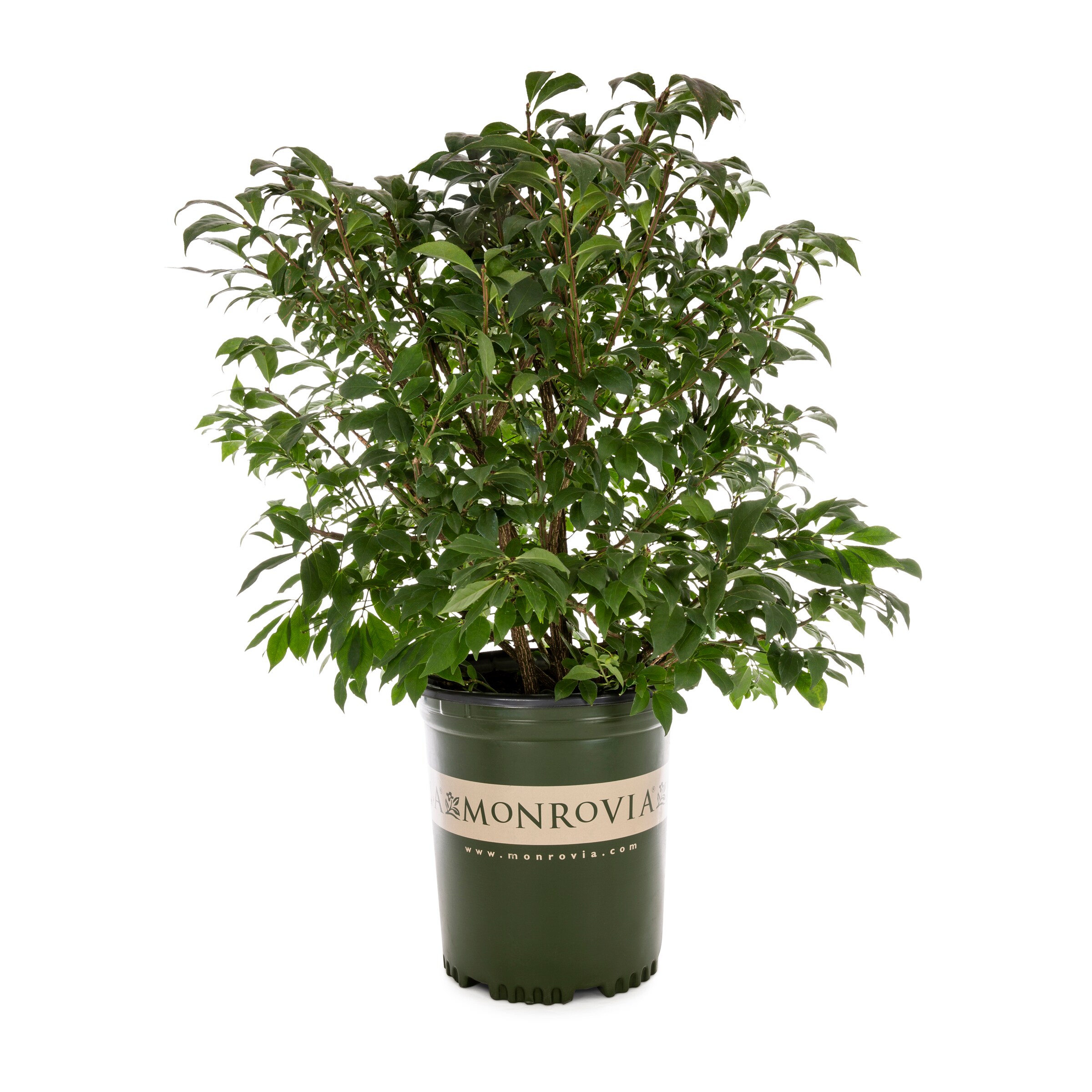 Monrovia 3.58-Gallon Dwarf Burning Bush Feature Shrub in Pot in the ...