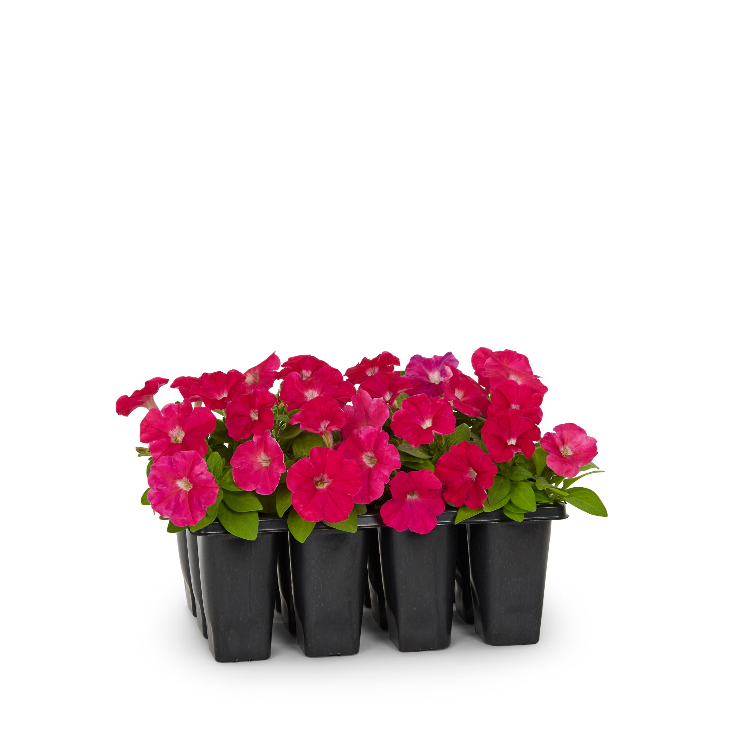 Lowe's Multicolor Petunia in 12-Pack Tray in the Annuals department at ...