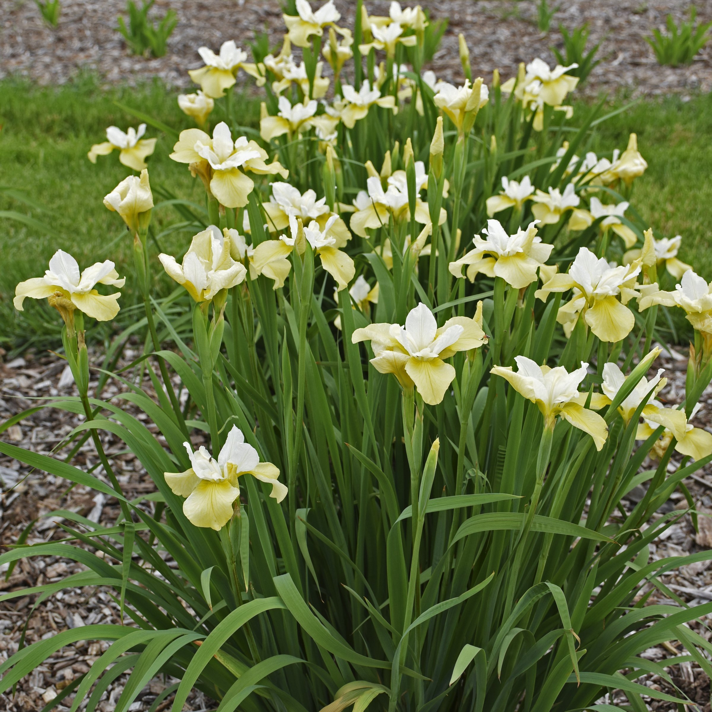 National Plant Network LW1998 perennials - View #2