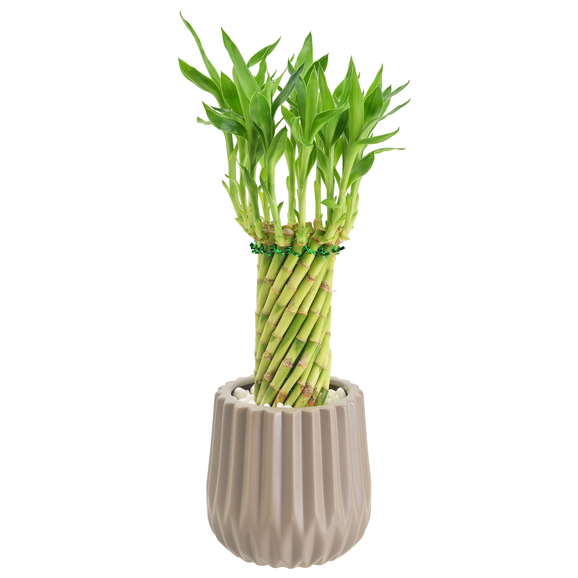 Tornado Lucky Bamboo in Tan Ceramic Planter