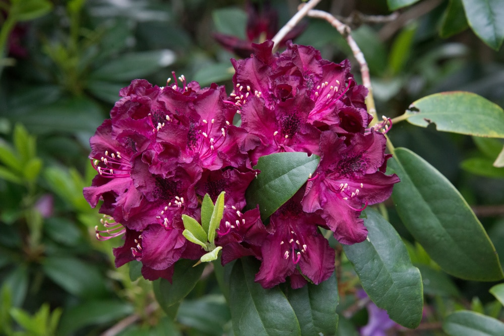 Spring Hill Nurseries 83611 shrubs - View #3