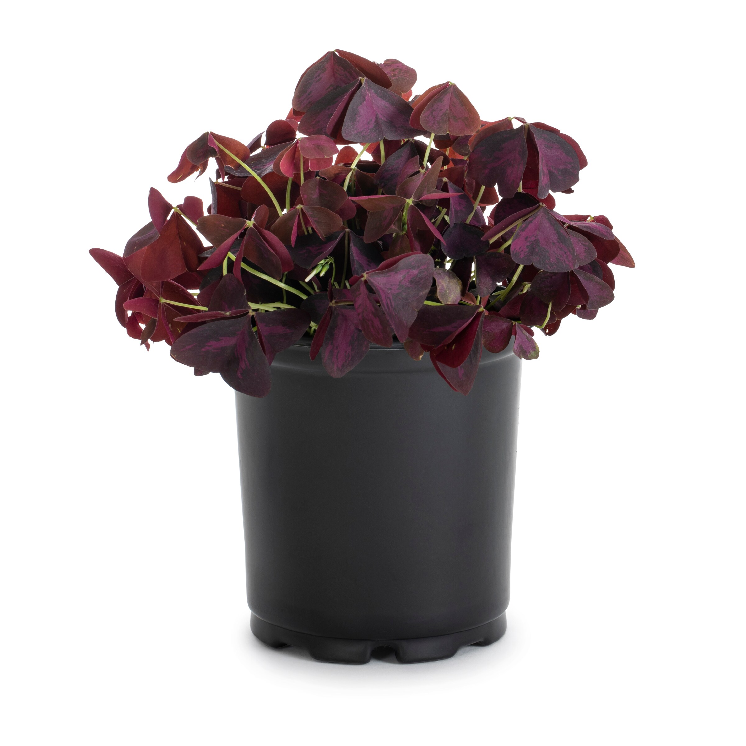 Lowe's NURSERY Multicolor Various Annuals in 1 Gallon(s) Pot