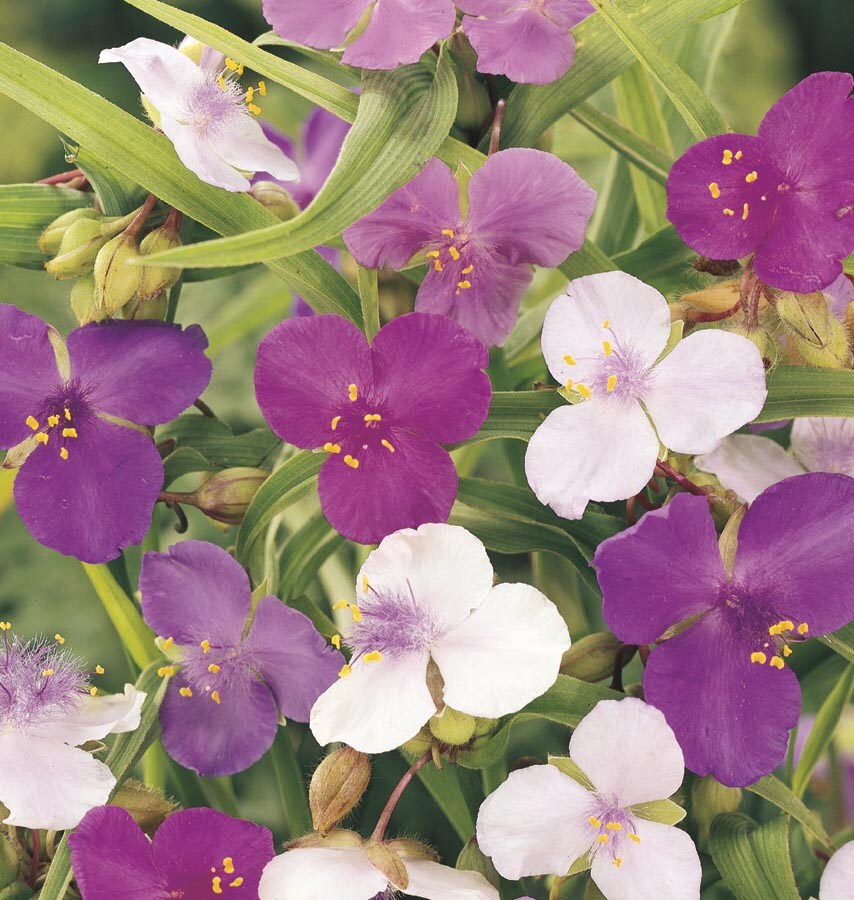 Lowe's 462224 annuals - View #2