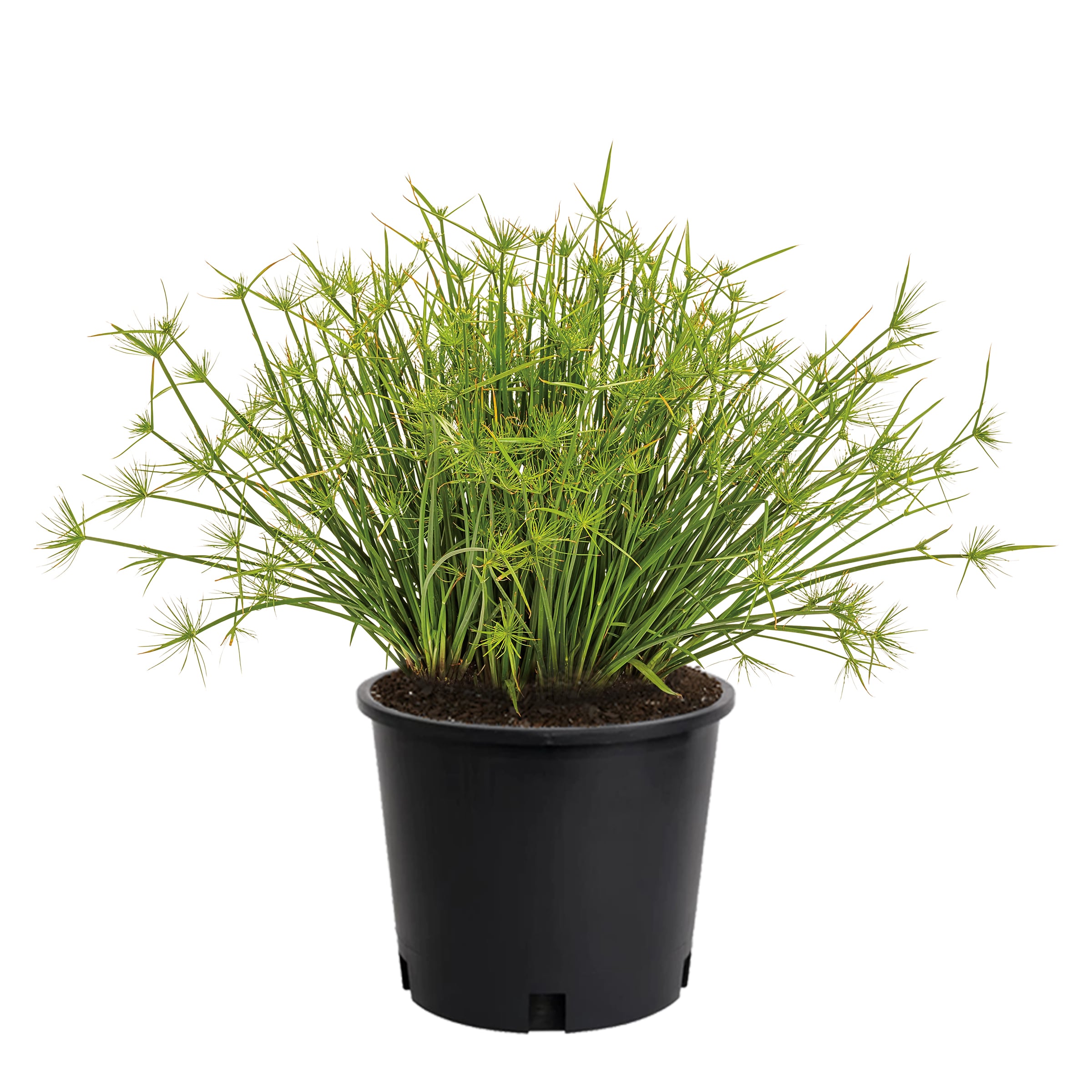 Lowe's NURSERY Papyrus in