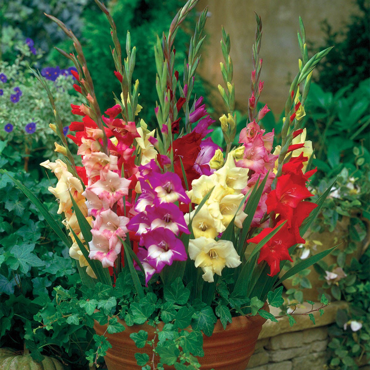 Direct Gardening 96093 Plant-Bulbs - View #2
