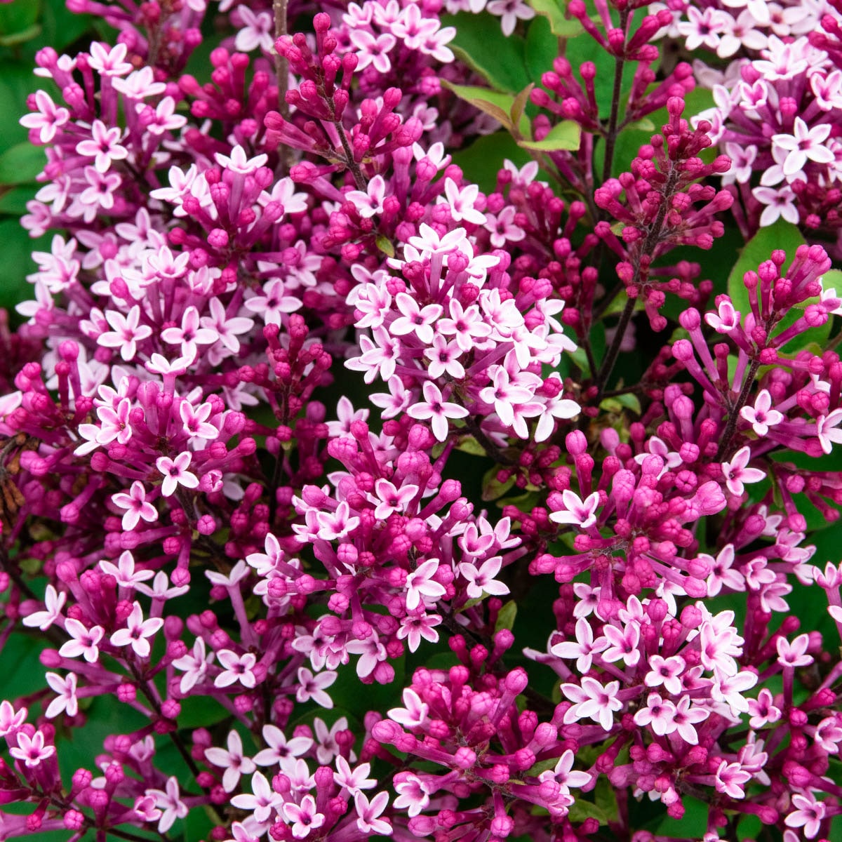 Gurney's Seed and Nursery 78580 shrubs - View #2