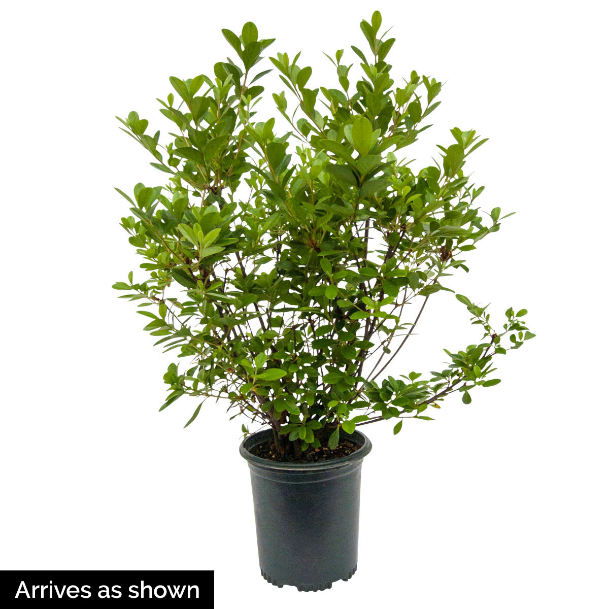 Spring Hill Nurseries 90094 shrubs - View #3