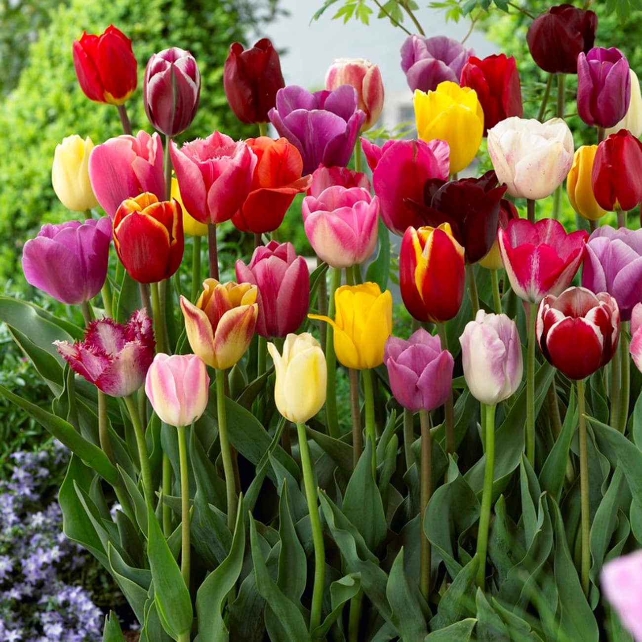 Van Zyverden Multicolor Bulbs 50-Count At Lowes.com