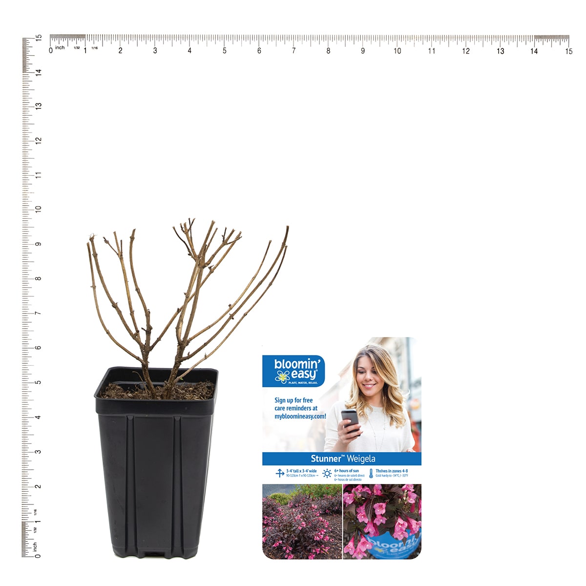 Van Zyverden 82930 Plant-Bulbs - View #5