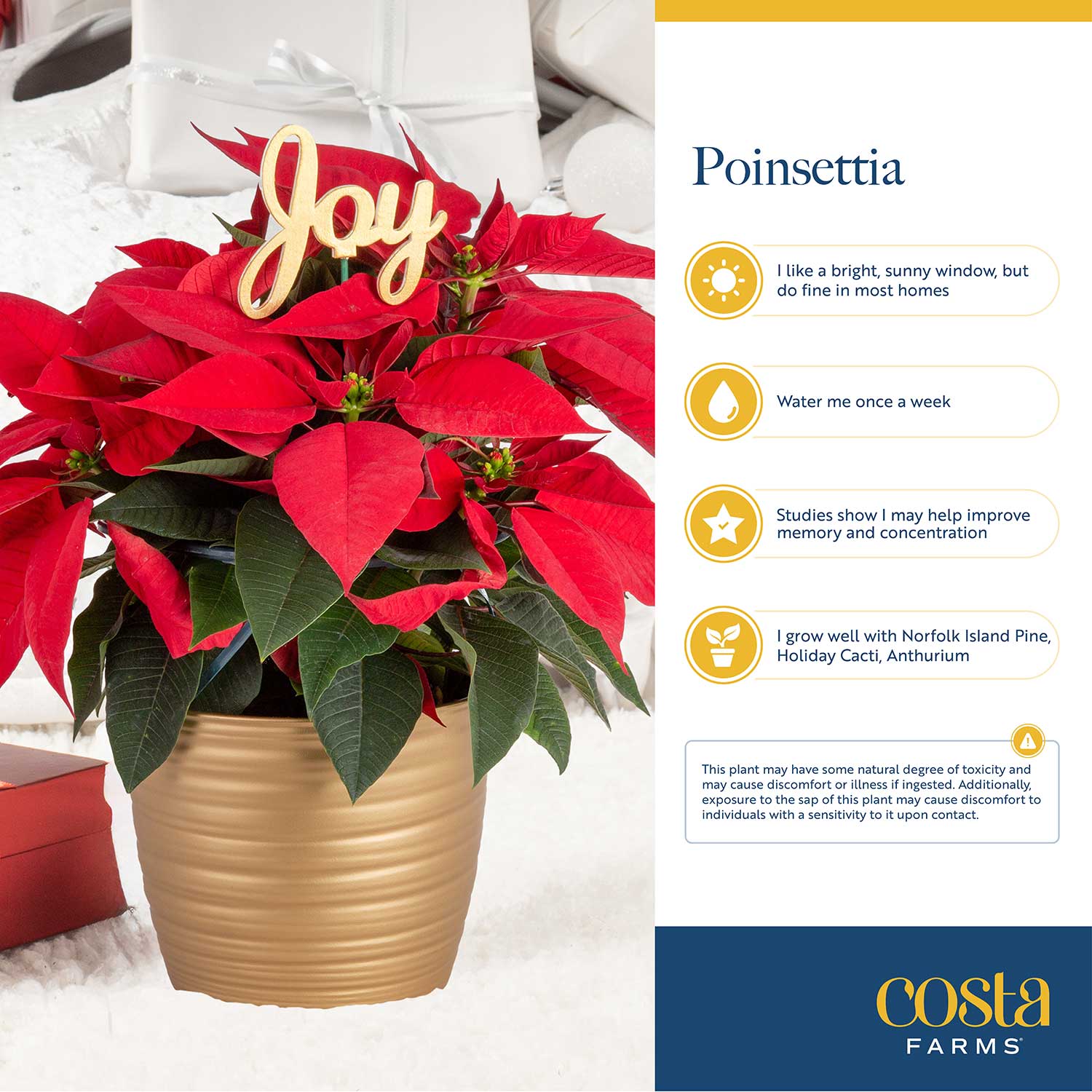 Costa Farms CO.POI04.1.GLD.PK2 Fresh-Cut-Christmas-Decorations - View #5
