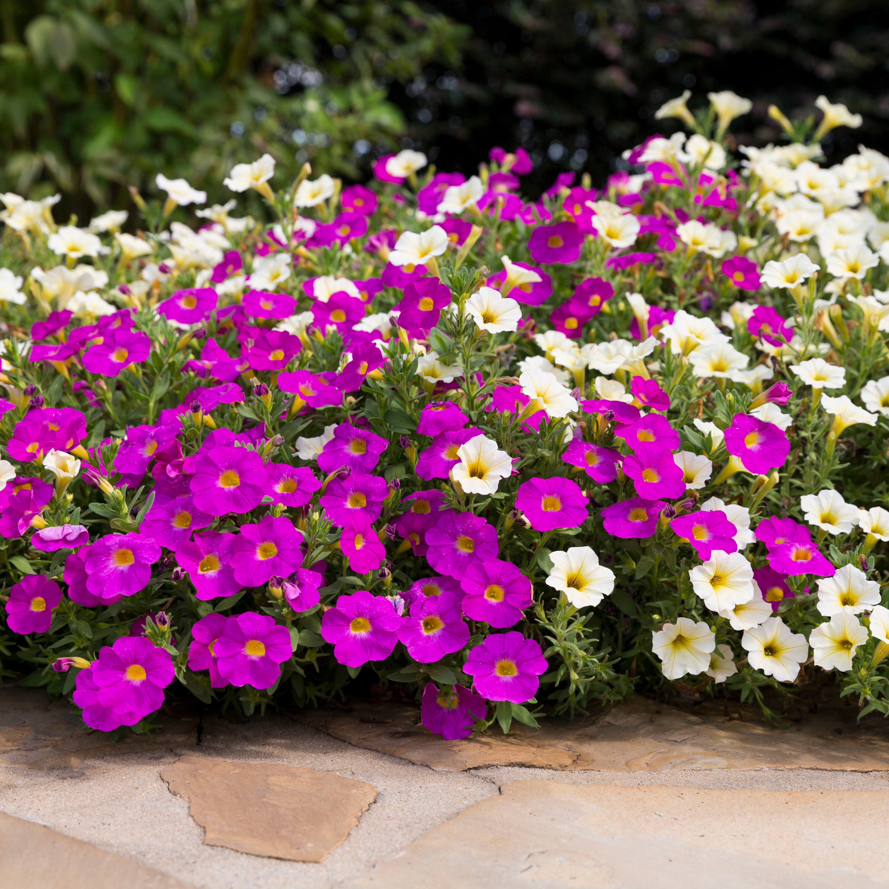Metrolina Greenhouses 79606 annuals - View #3